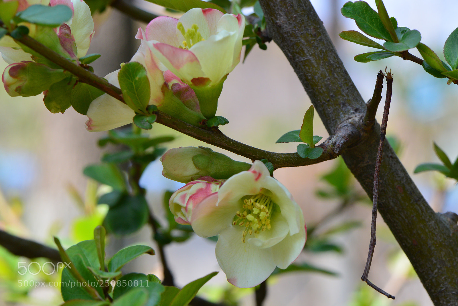 Nikon D800 sample photo. Untitled photography