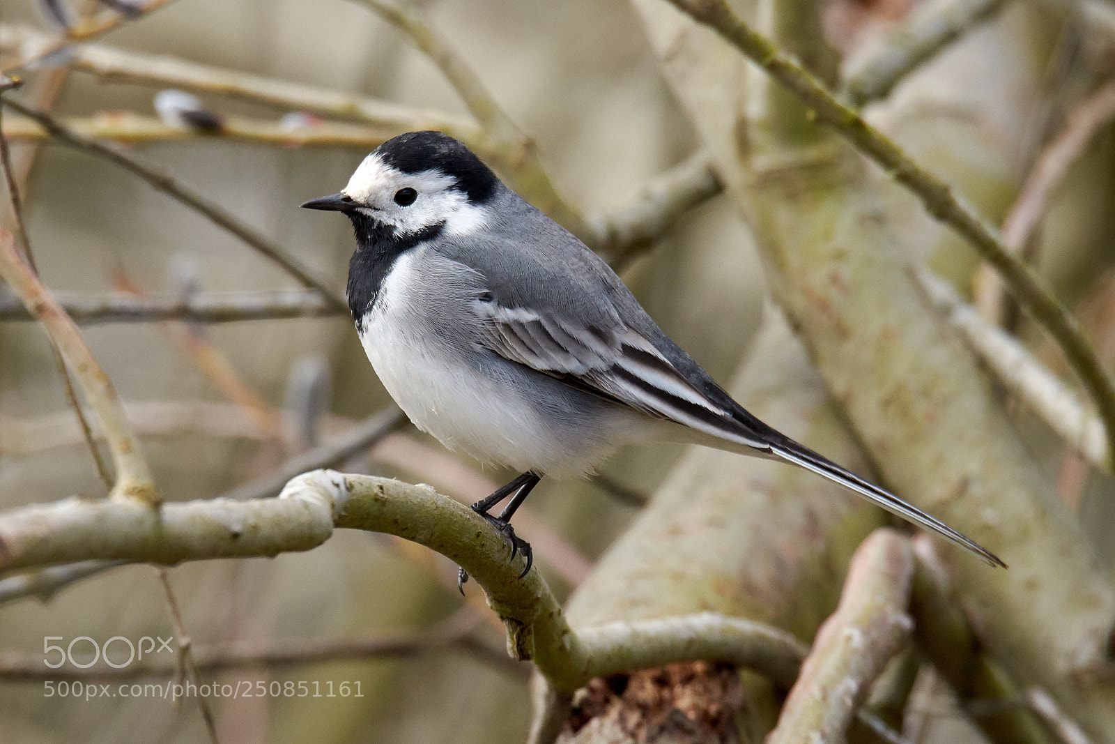 Nikon D7200 sample photo. White wagtail photography