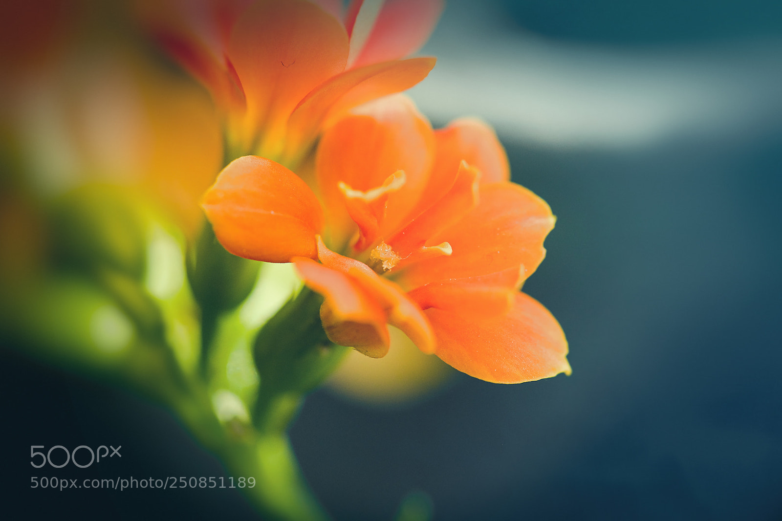 Canon EOS 5DS R sample photo. Magical flower photography