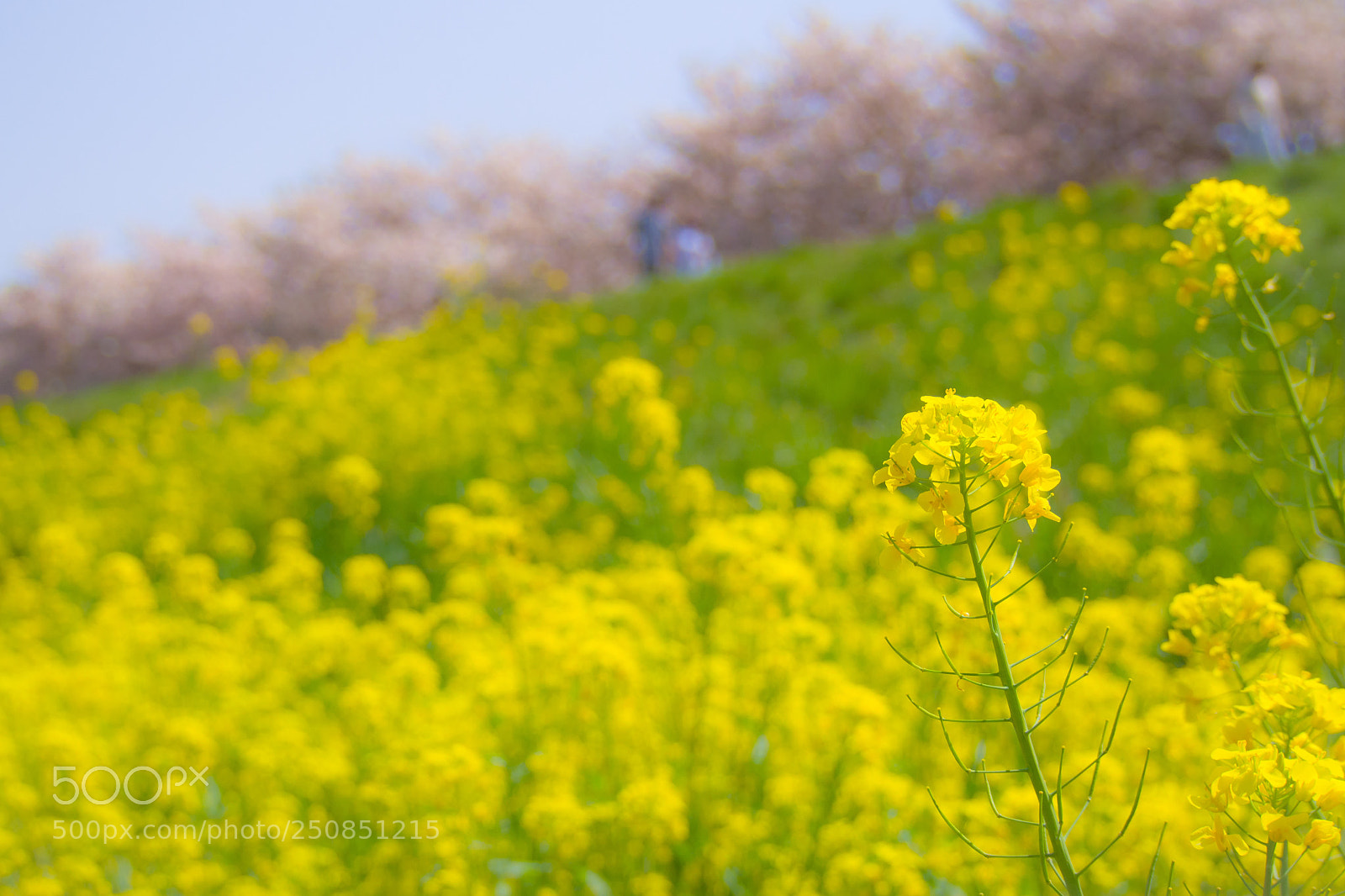 Olympus OM-D E-M5 sample photo. Untitled photography