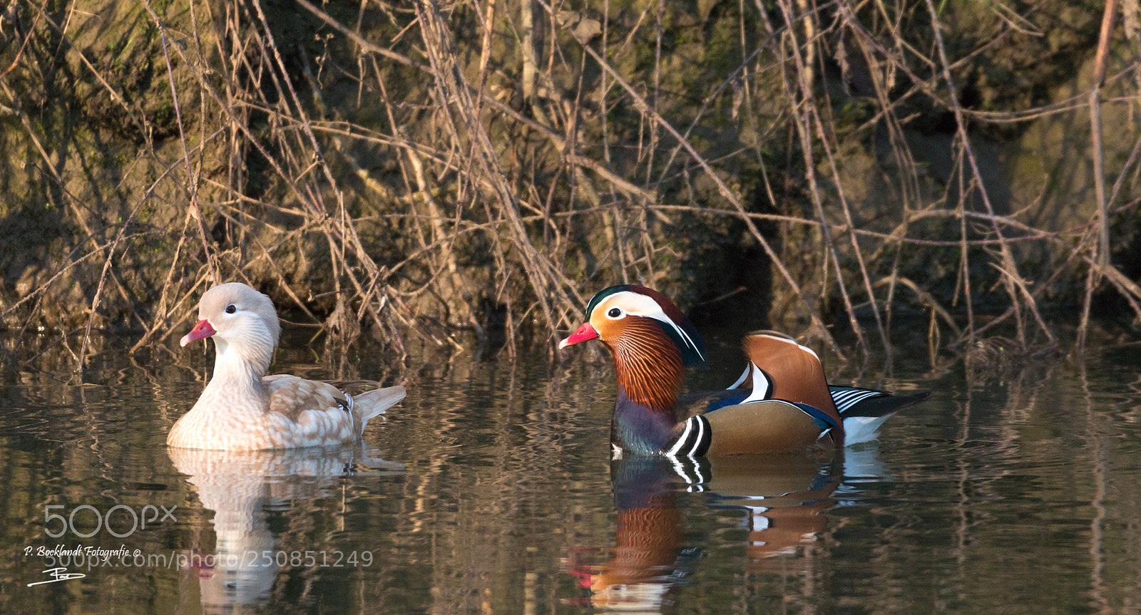 Canon EOS 70D sample photo. Mandaten ducks photography