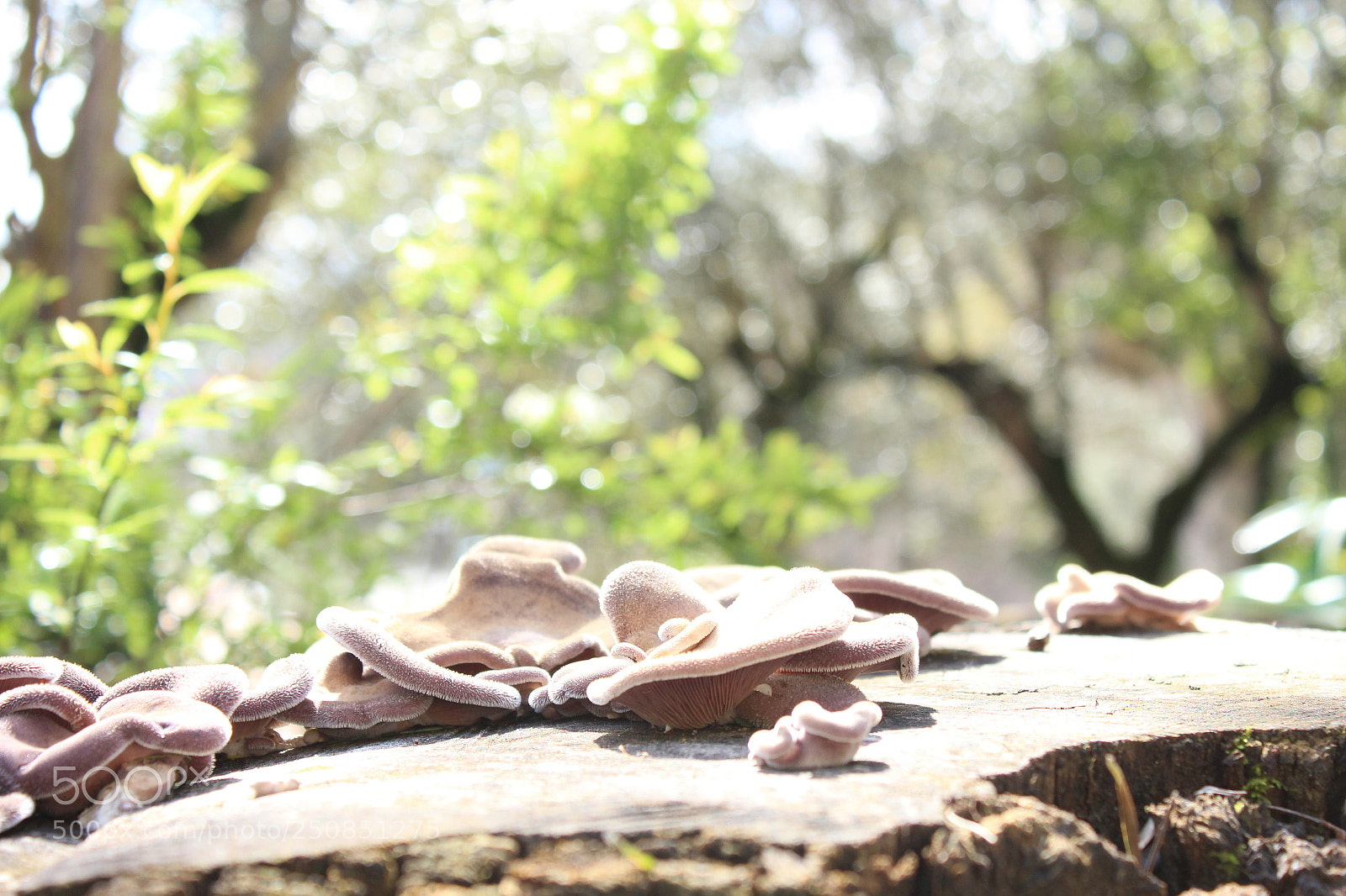 Canon EOS 600D (Rebel EOS T3i / EOS Kiss X5) sample photo. Mushrooms photography