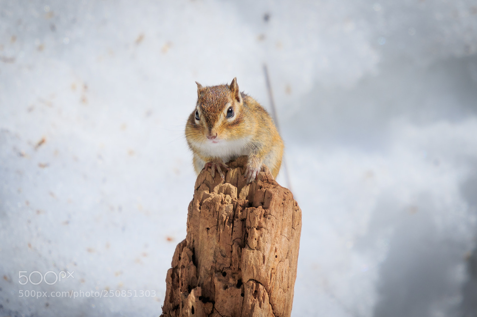 Canon EOS 7D Mark II sample photo. Chipmunk photography