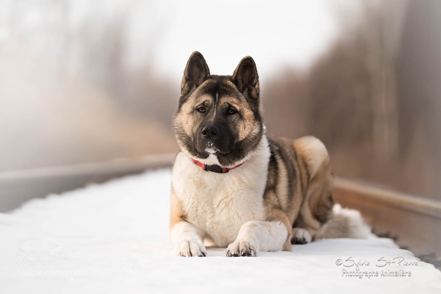 Nikon D5500 sample photo. Web copie photography