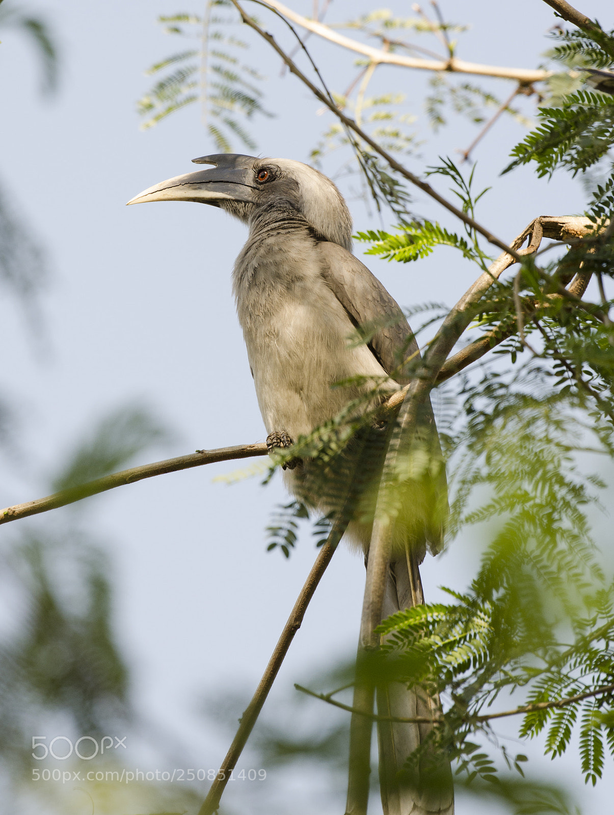 Nikon D5100 sample photo. Asian grey hornbill photography