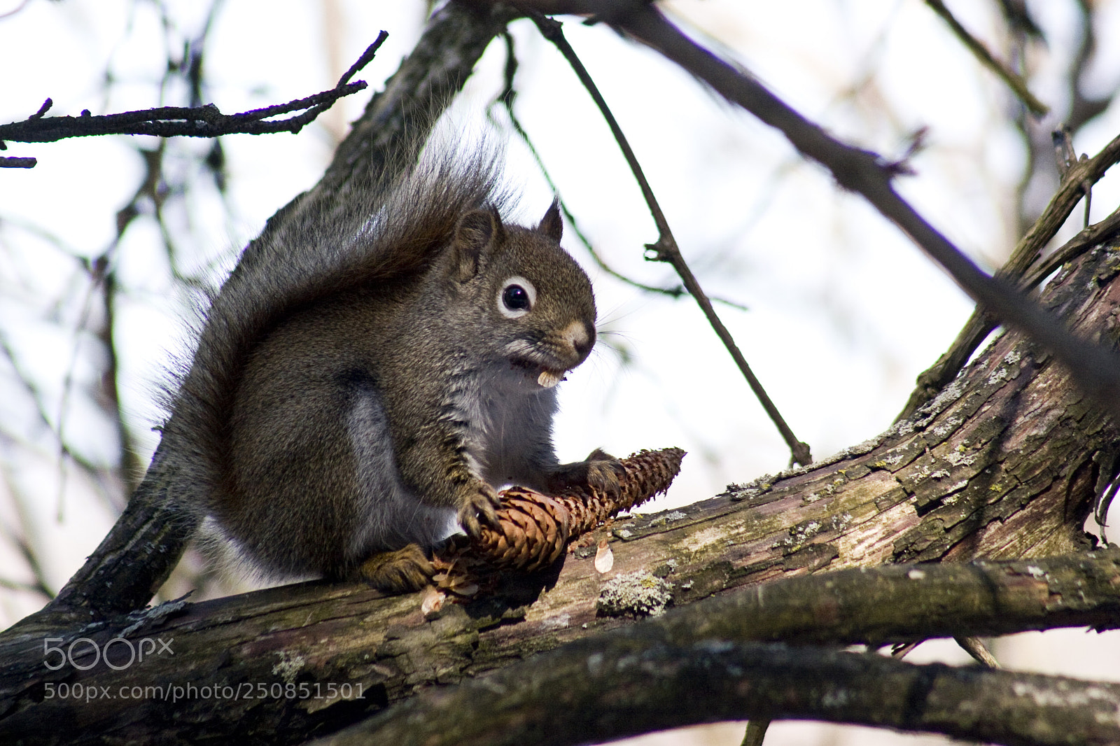Canon EOS 30D sample photo. A small eastern gray photography