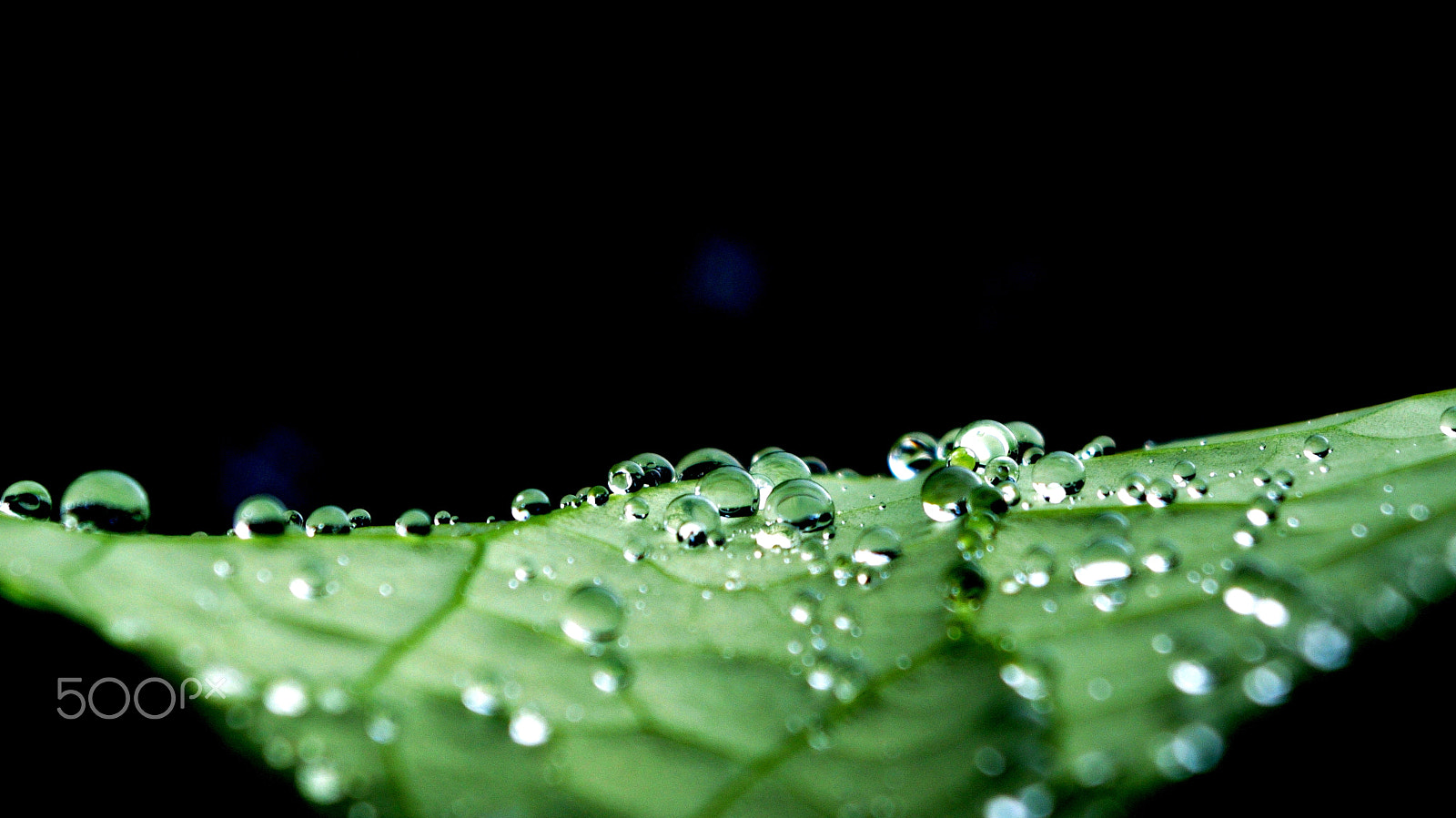 Pentax smc DA 18-55mm F3.5-5.6 AL WR sample photo. After rain photography