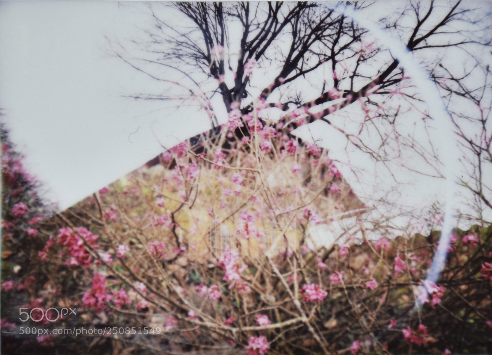 Nikon D5500 sample photo. Spring awakening in styria photography