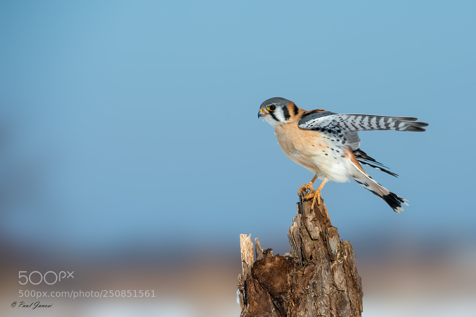 Nikon D4 sample photo. American kestrel photography