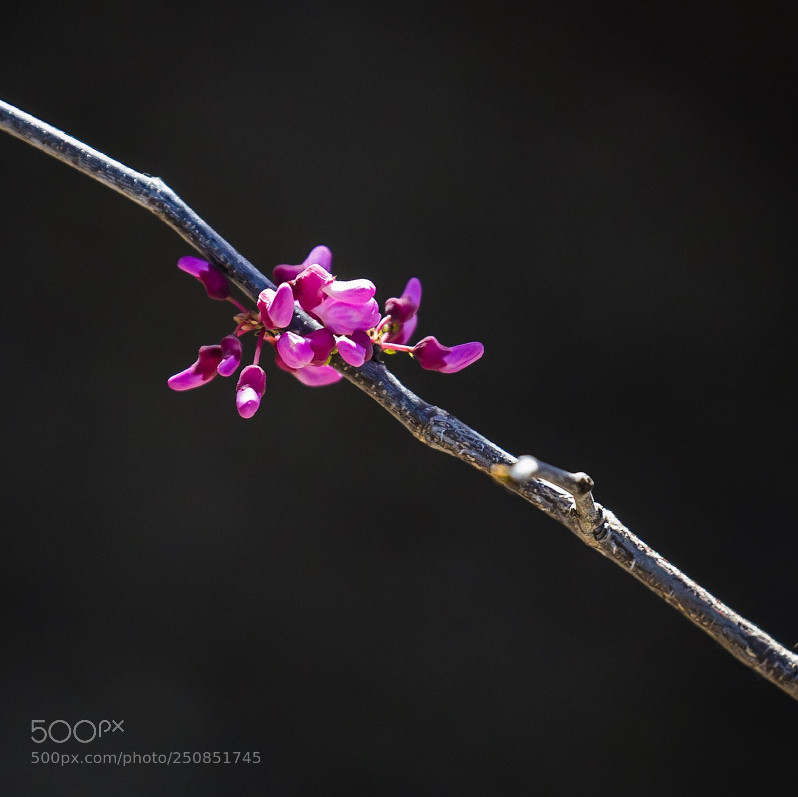 Canon EOS-1D X sample photo. Red bud photography