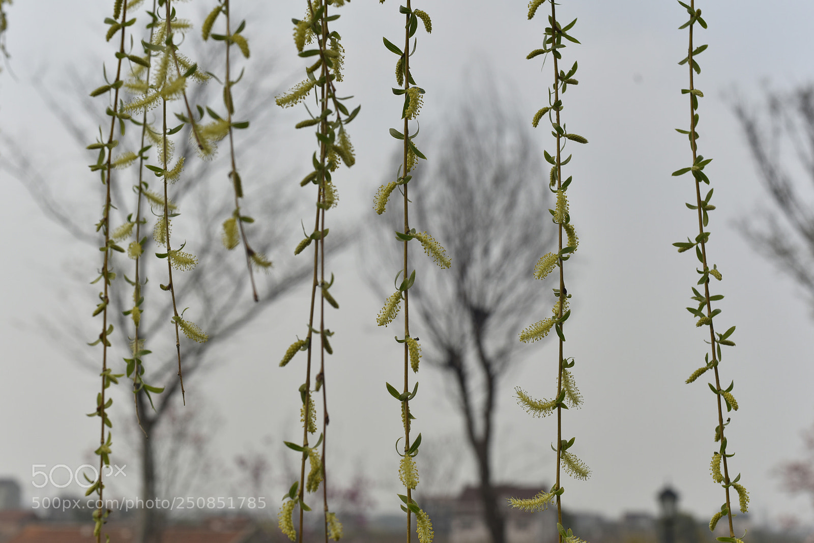 Nikon D810 sample photo. Untitled photography