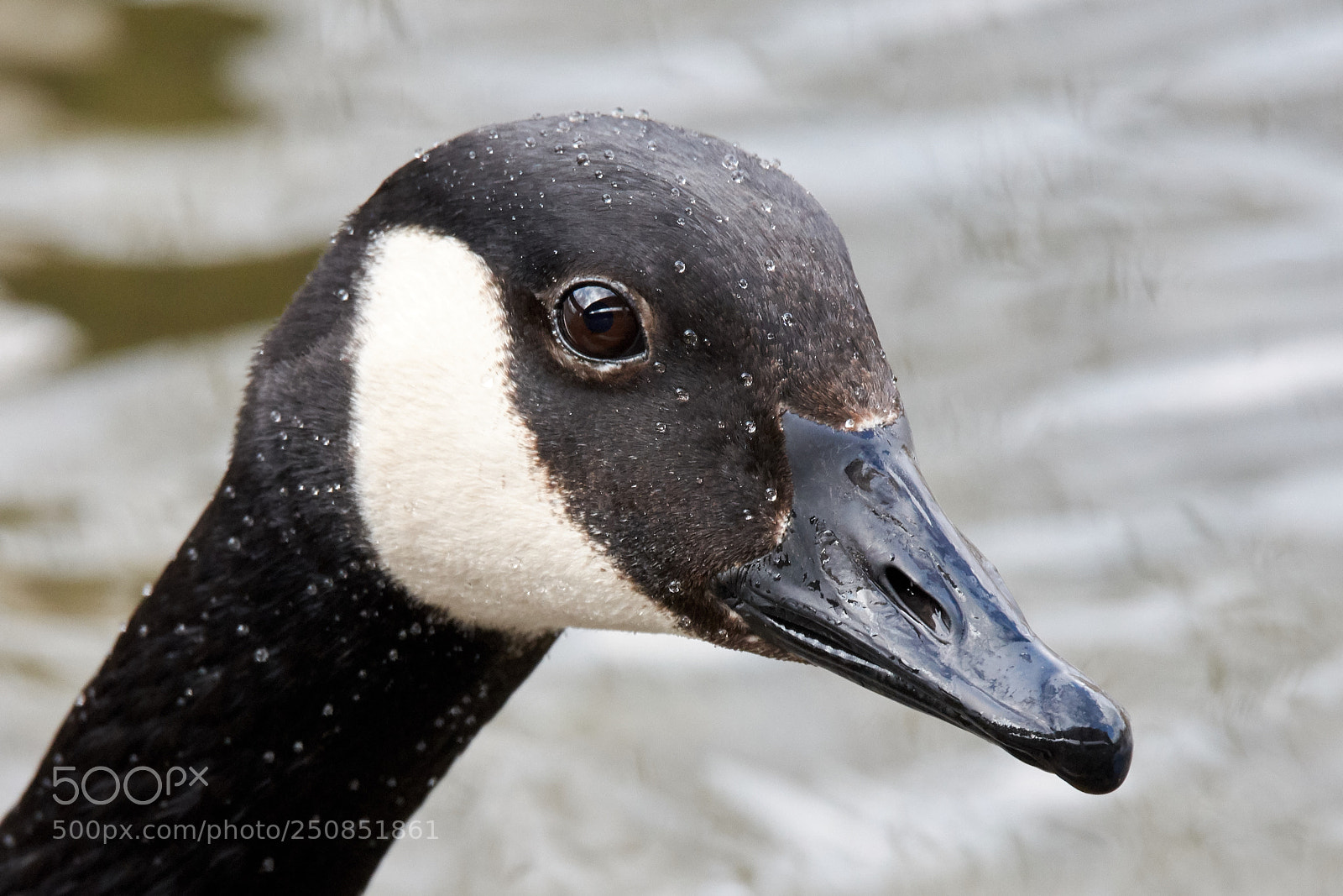 Nikon D7200 sample photo. Canada goose photography
