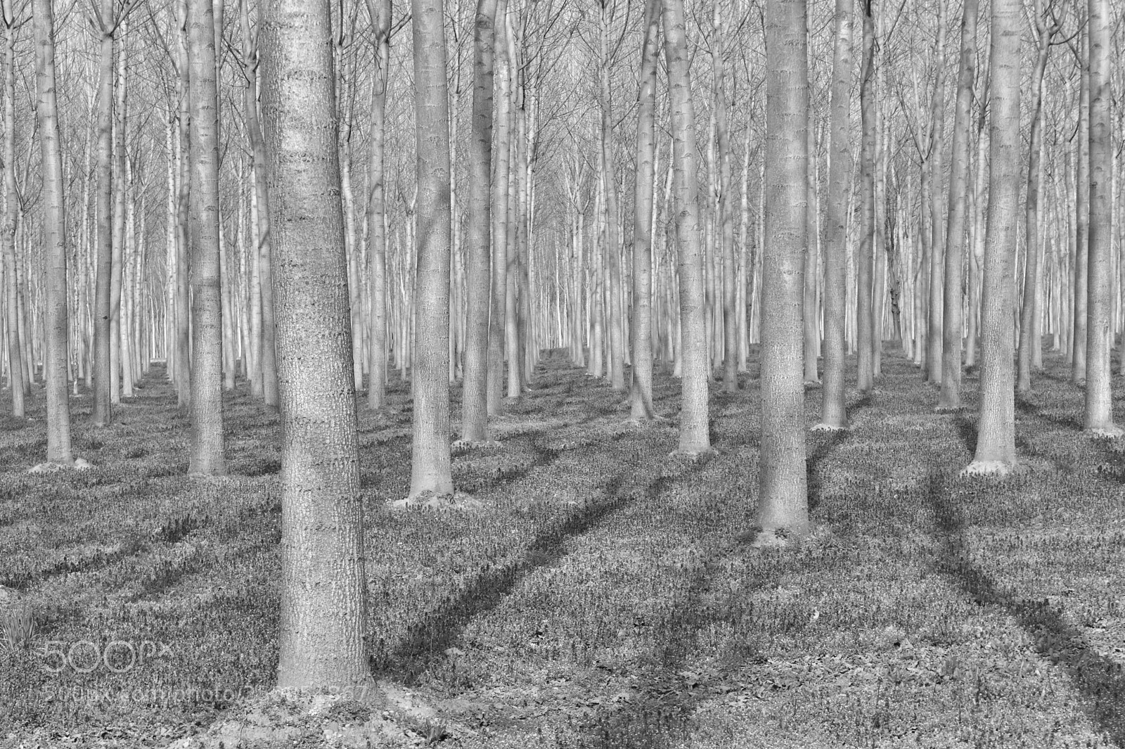 Canon EOS 80D sample photo. White trees photography