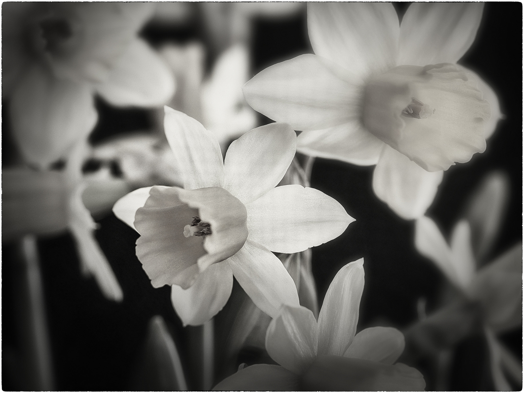 Hasselblad H4D-40 sample photo. Daffodil tone photography