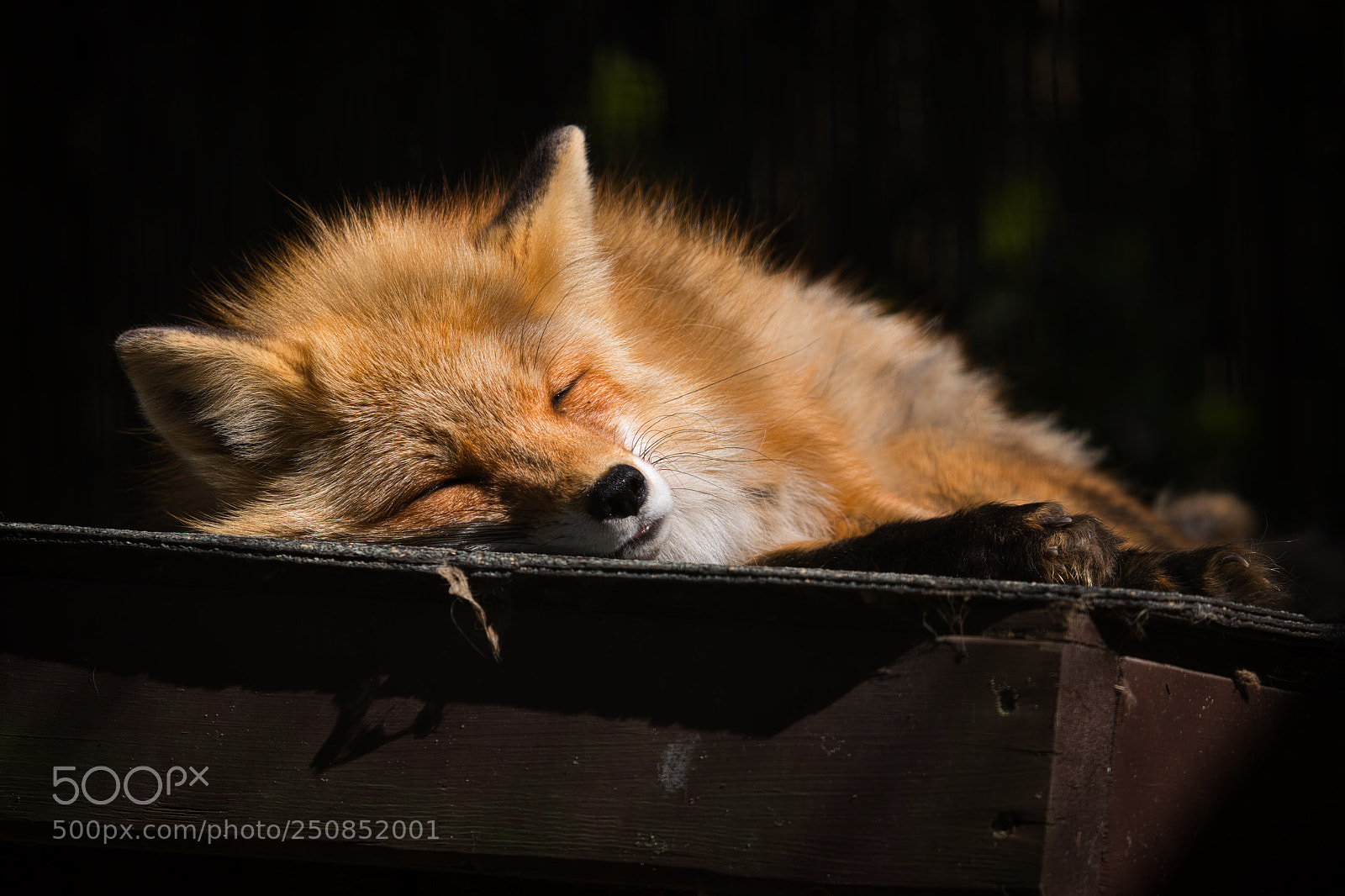 Nikon D7500 sample photo. Sleepy time photography