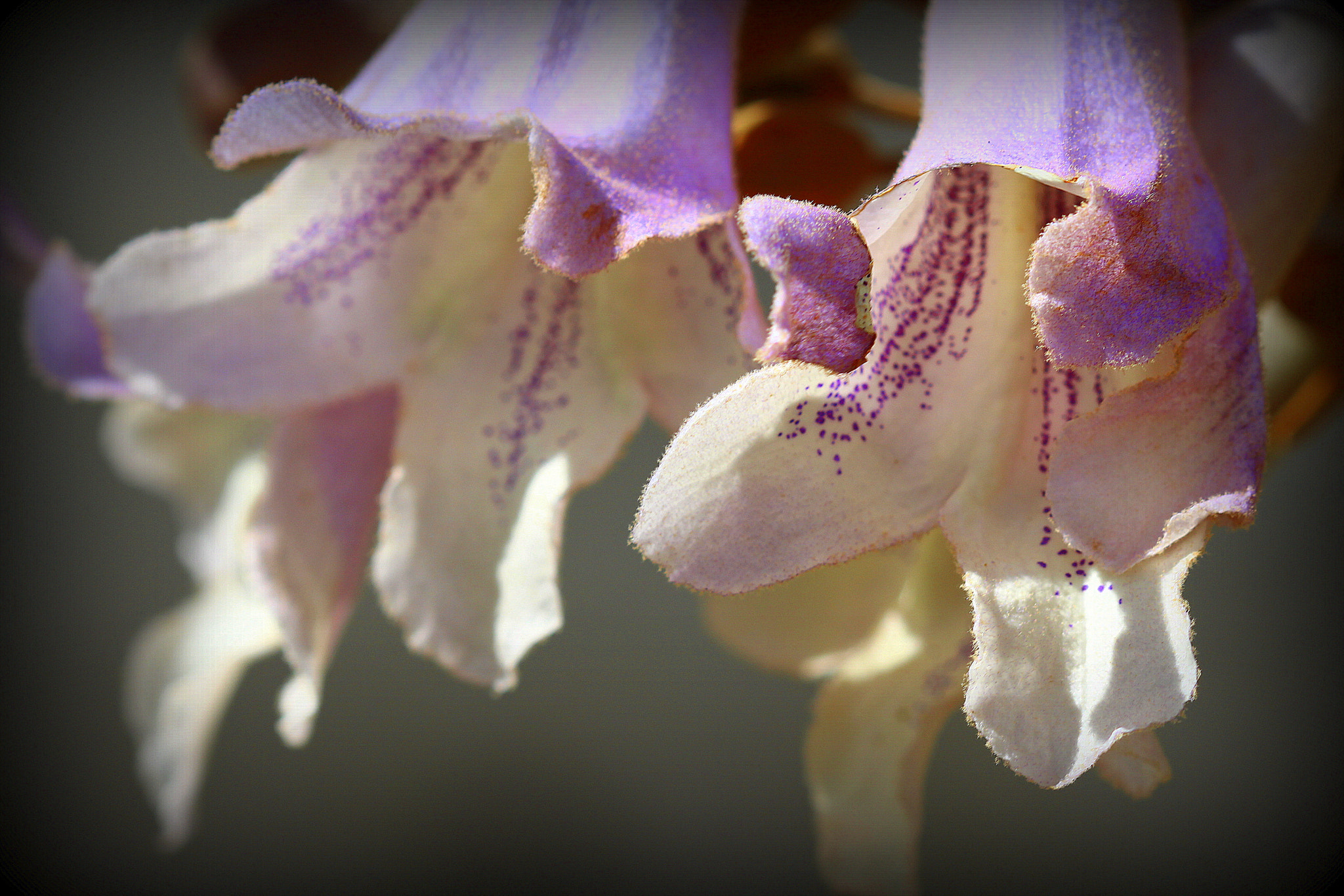Canon EF 100mm F2.8 Macro USM sample photo. İlkbahar ... photography