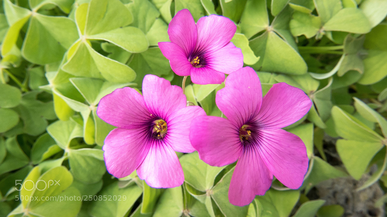 Panasonic Lumix DMC-LX100 sample photo. From my garden photography