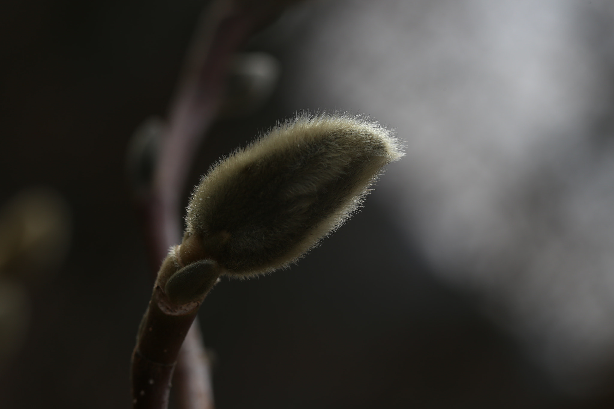 Canon EF 100mm F2.8L Macro IS USM sample photo. Awakening photography