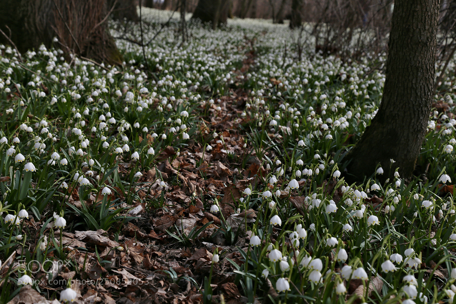 Canon EOS 6D + Canon EF 24-105mm F4L IS USM sample photo. Spring photography