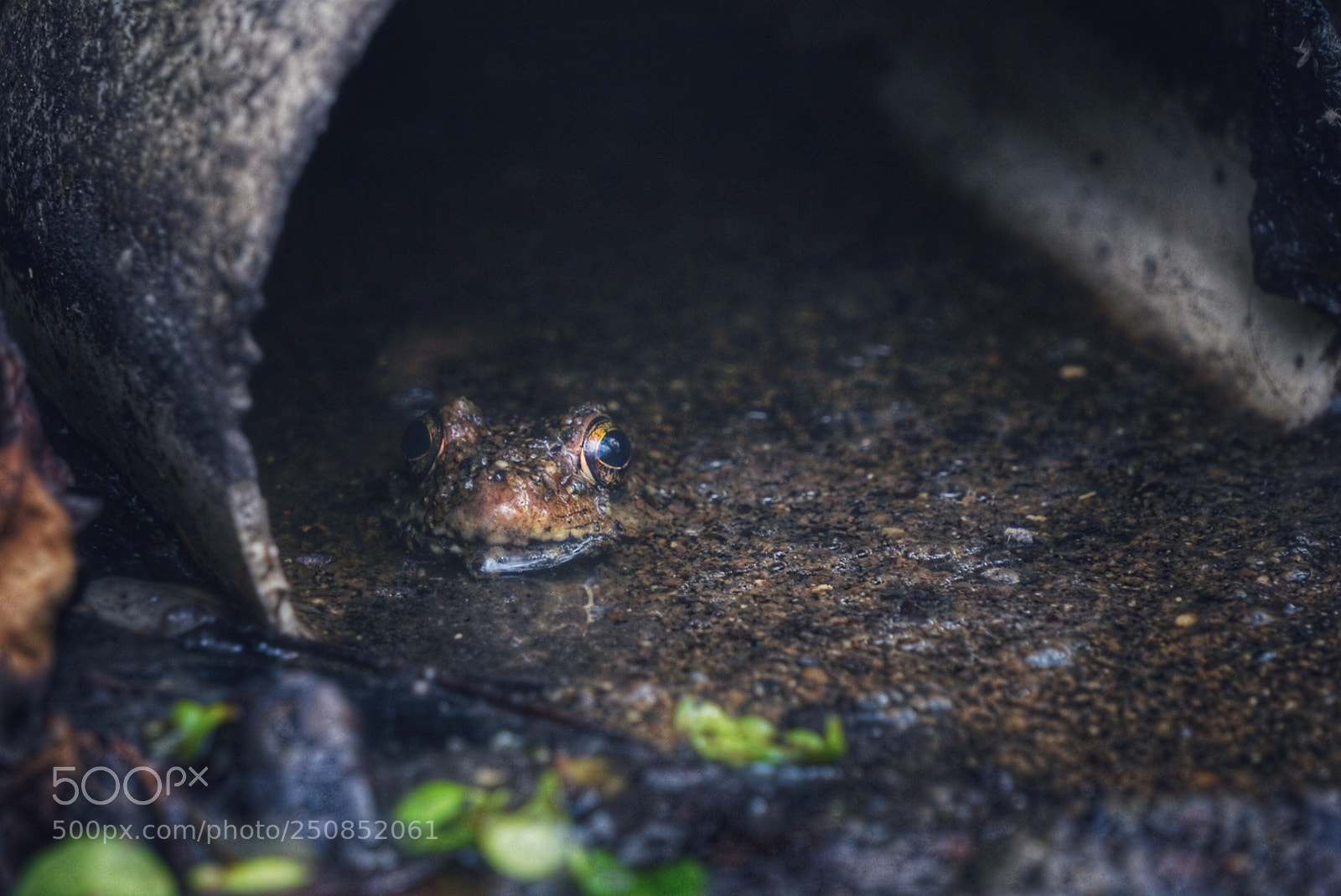 Sony a6000 sample photo. Toad photography