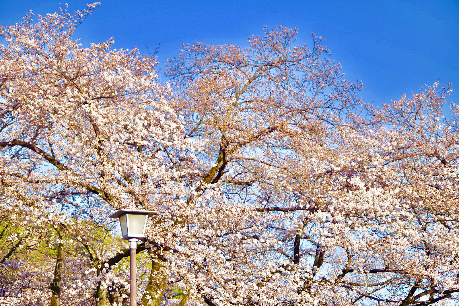 Pentax K-S2 sample photo. It's time! photography