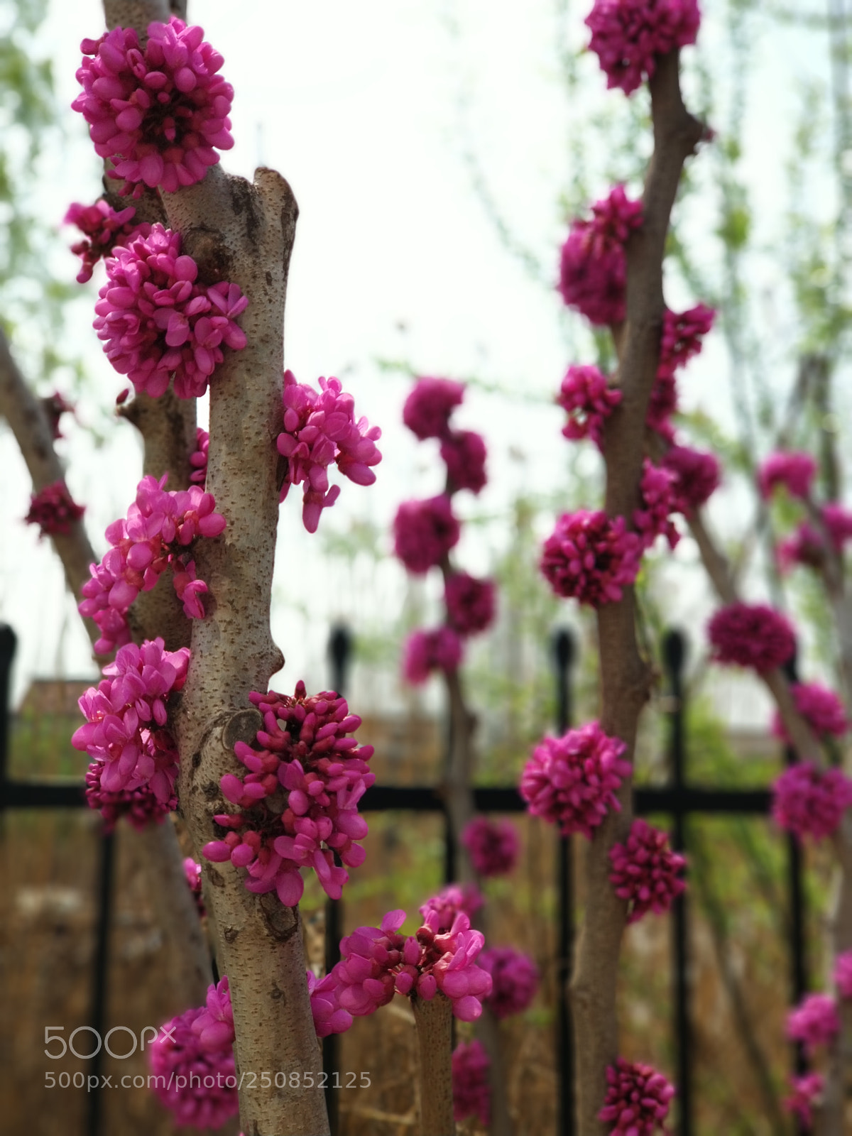 Xiaomi MI6 sample photo. Flower photography
