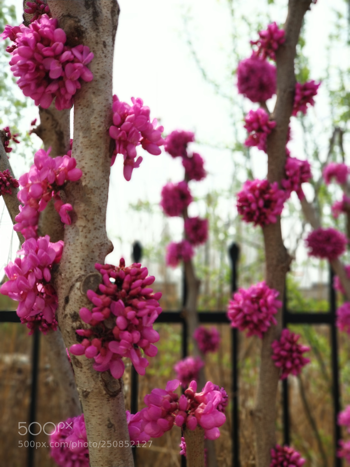Xiaomi MI6 sample photo. Flower photography