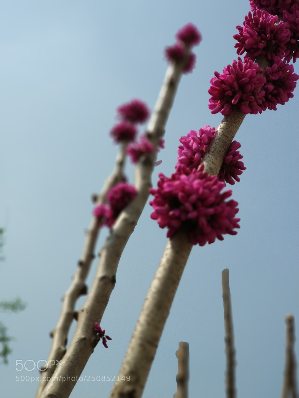 Xiaomi MI6 sample photo. Flower photography