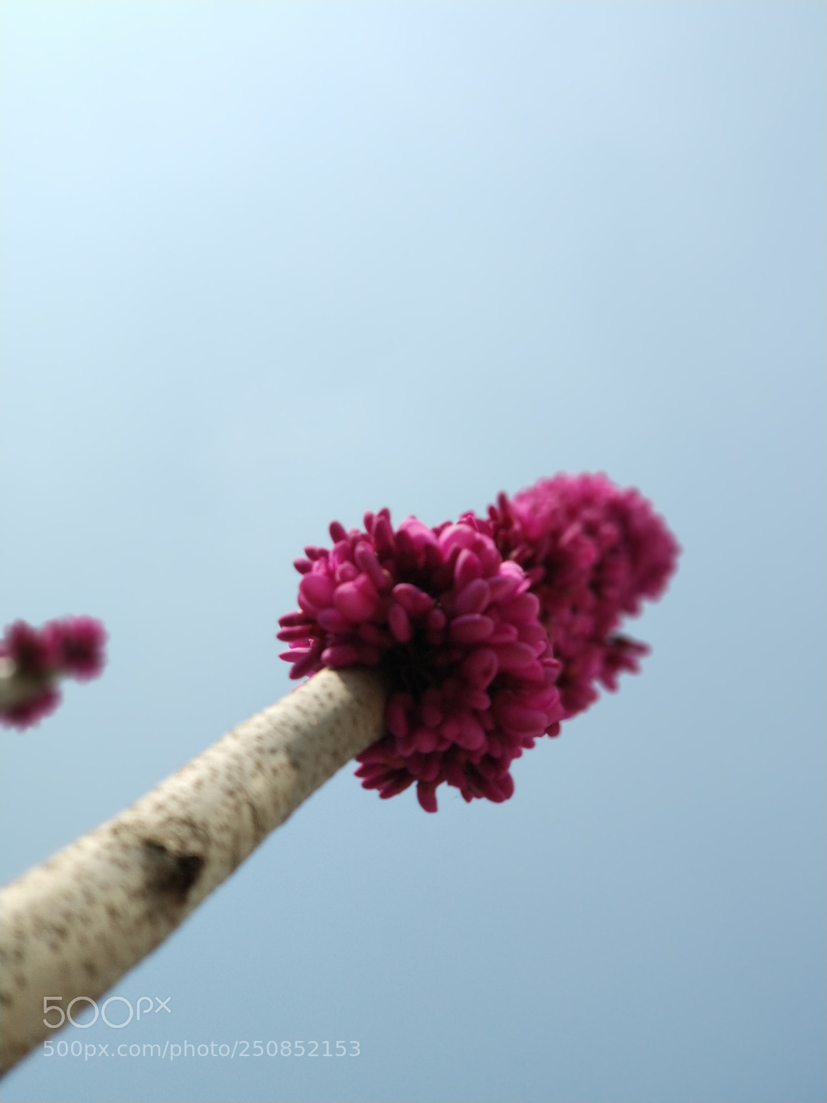 Xiaomi MI6 sample photo. Flower photography