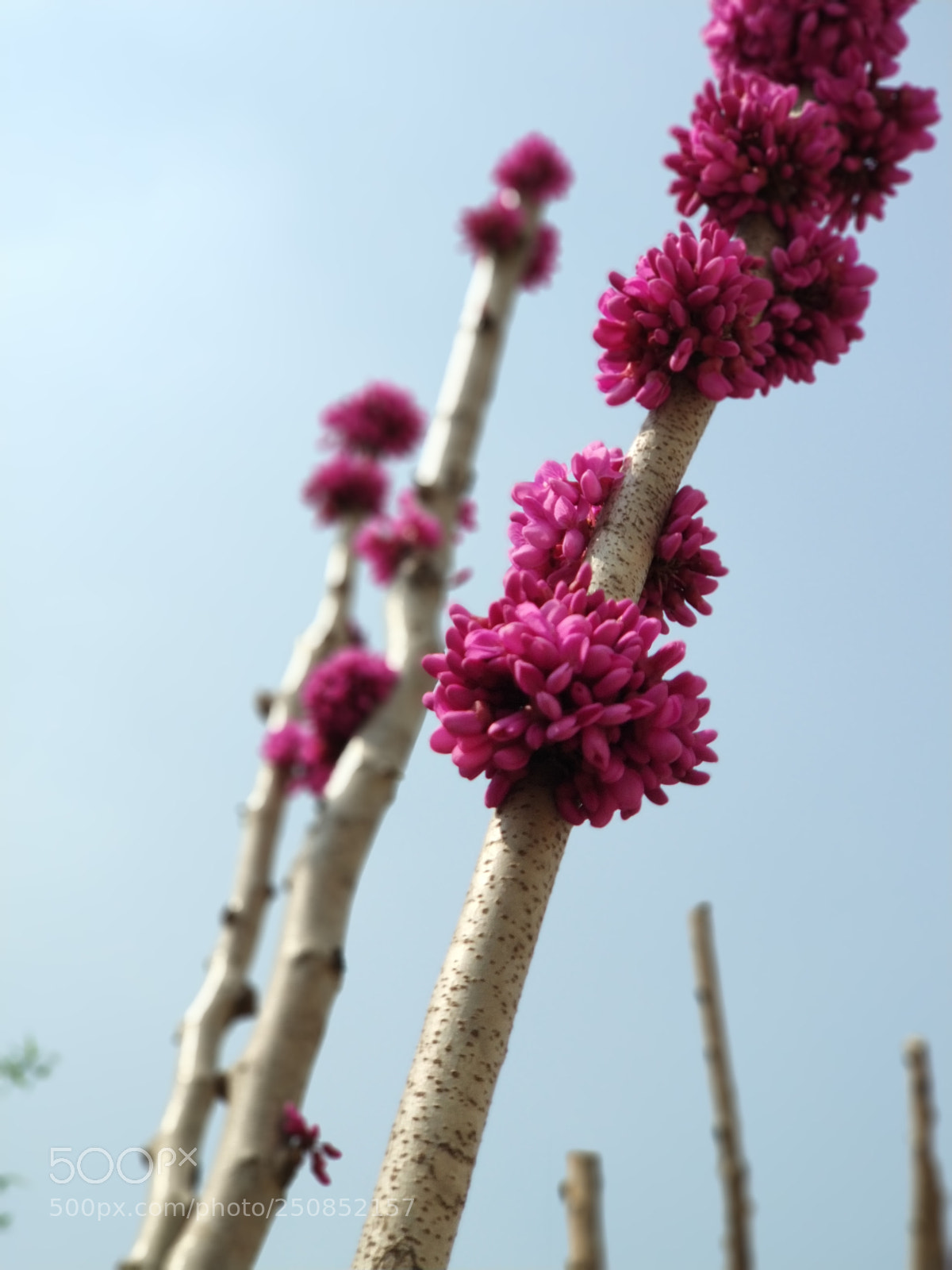 Xiaomi MI6 sample photo. Flower photography