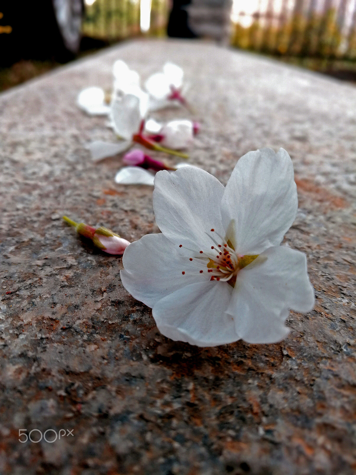 HUAWEI Honor V9 sample photo. 西苑赏樱05 photography