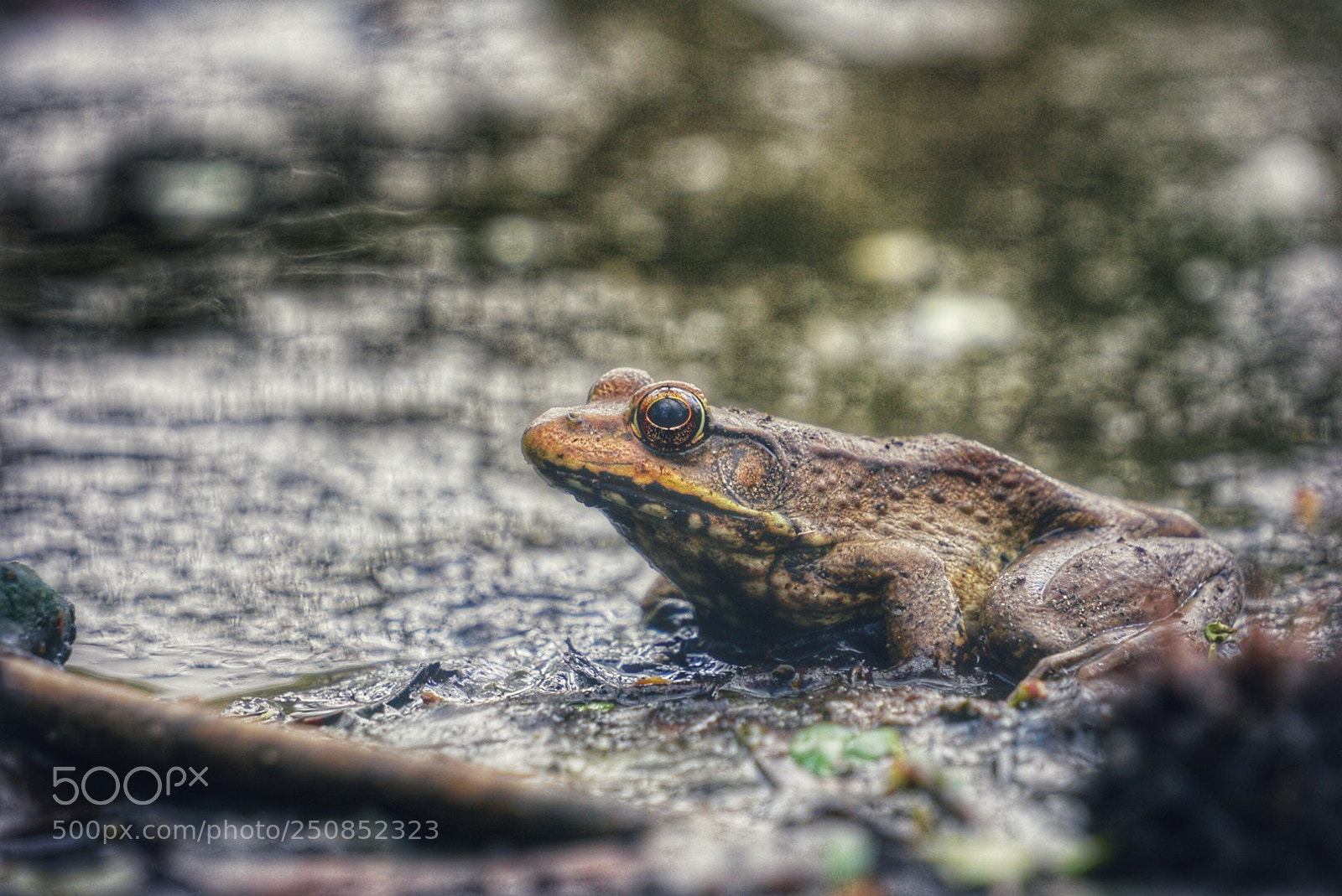 Sony a6000 sample photo. Toad photography