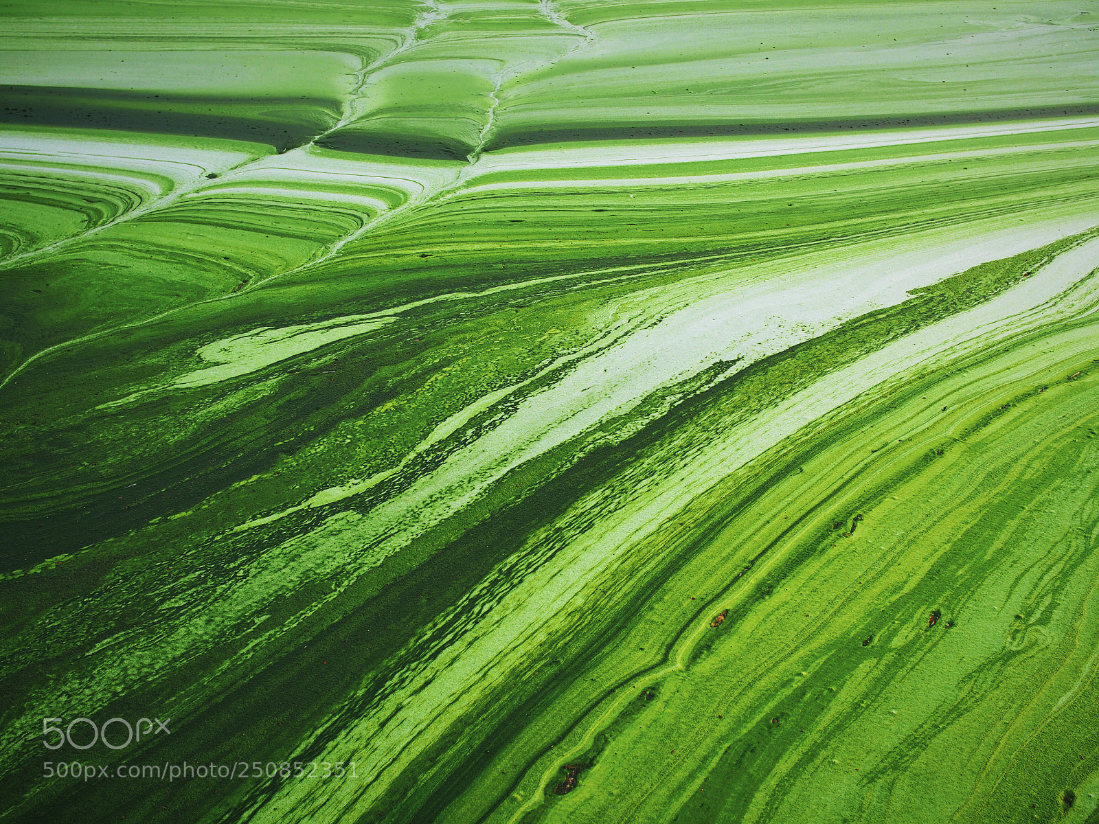 Olympus PEN E-PL5 sample photo. Algal bloom photography