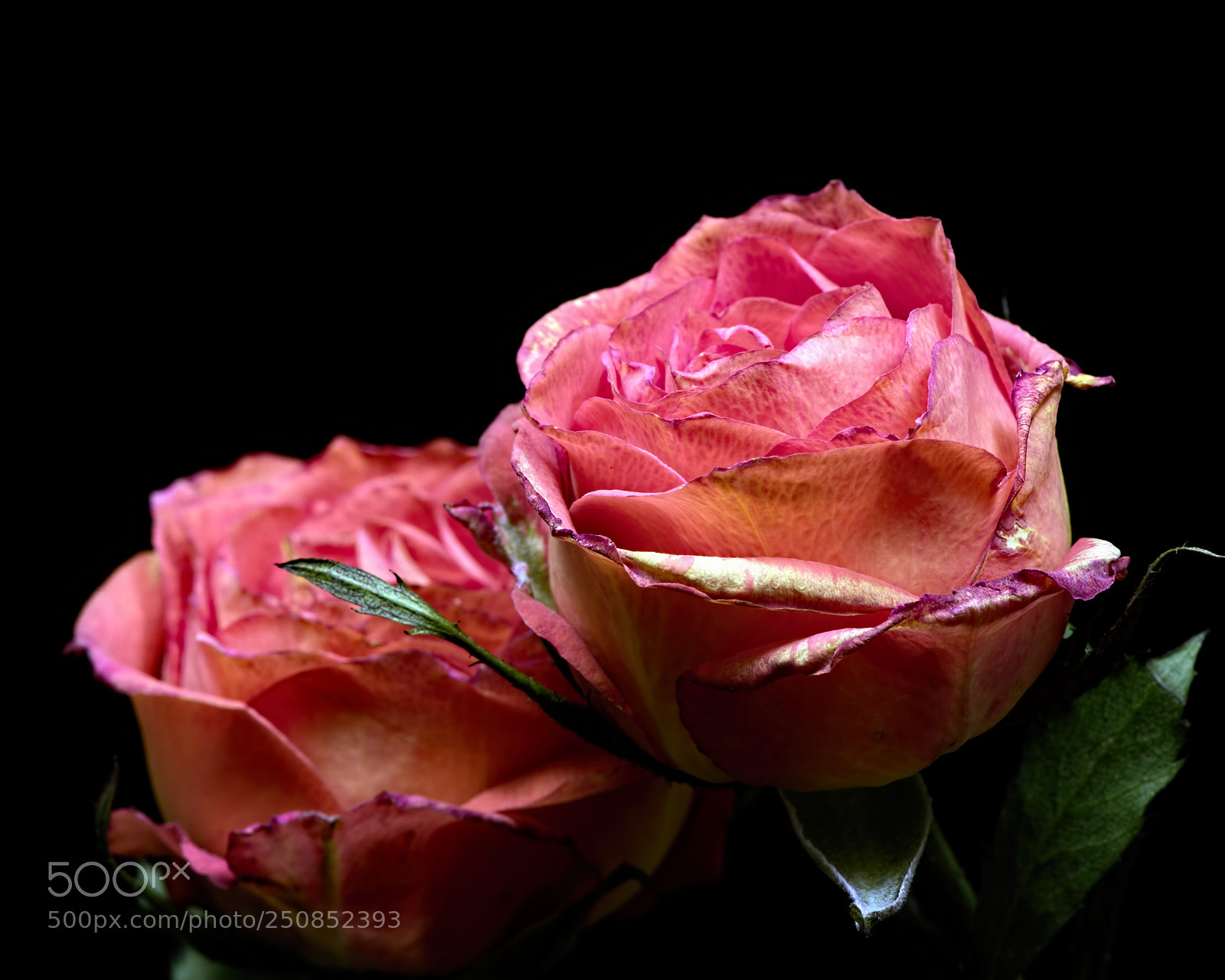 Nikon D810 sample photo. The whisper 0126 photography