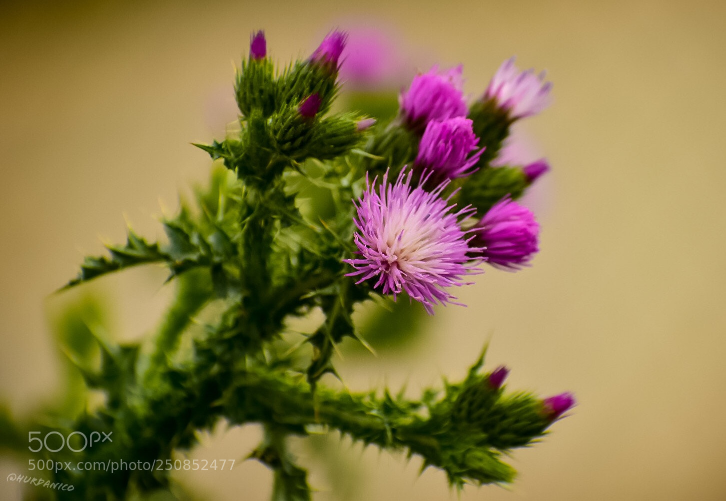Nikon D5300 sample photo. Only a flower photography
