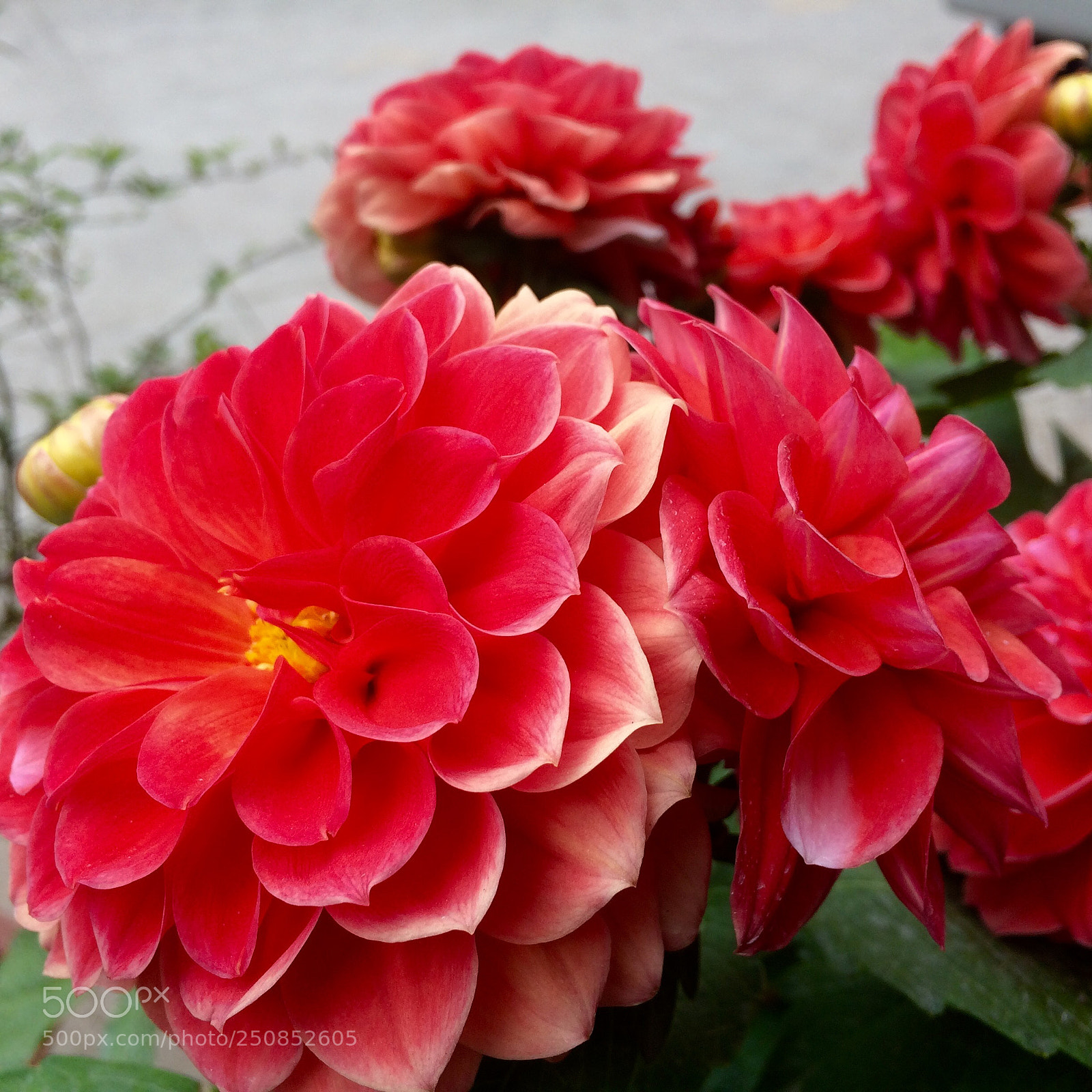 Apple iPhone 5s sample photo. 红菊花 photography