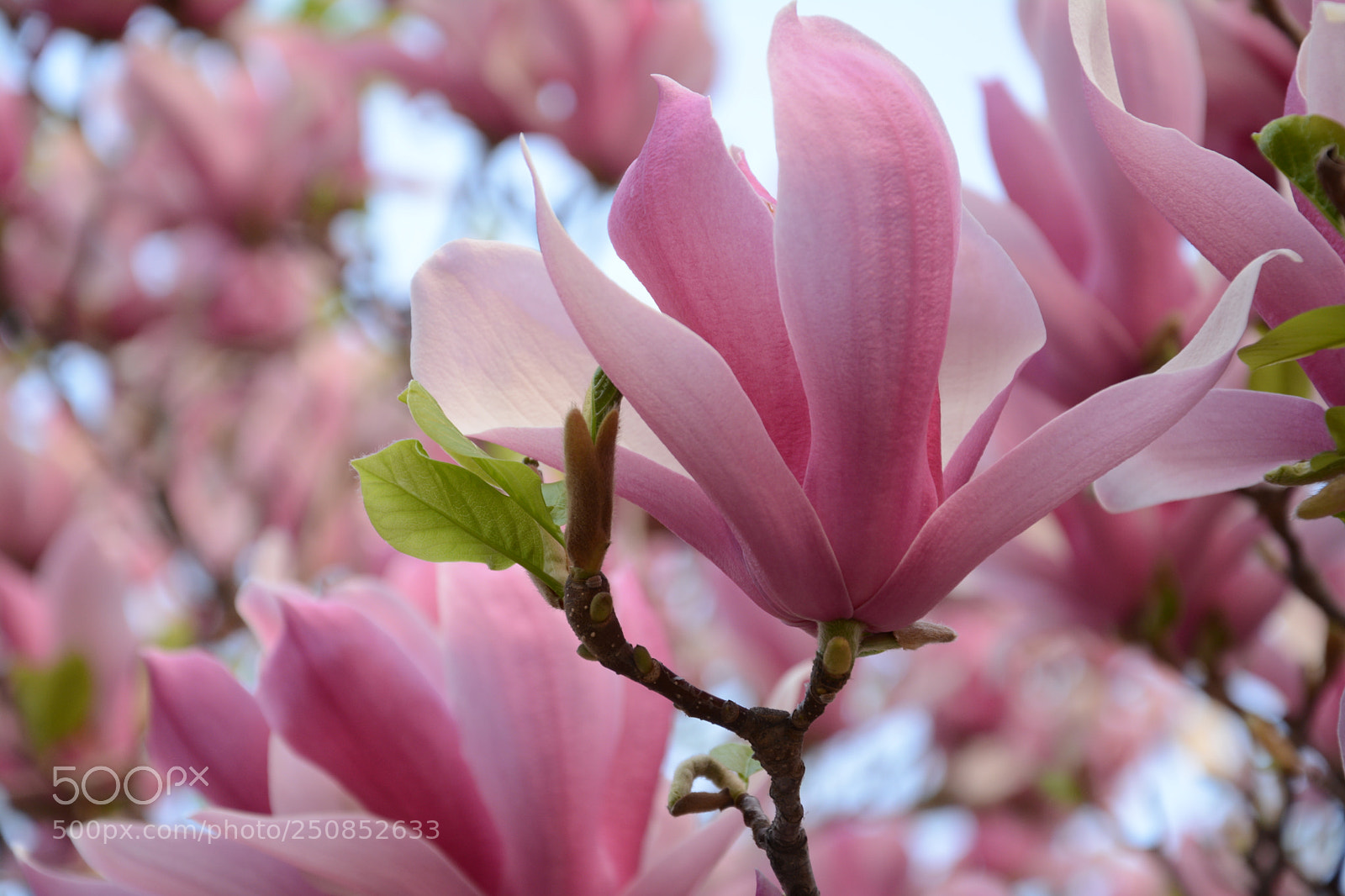 Nikon D7100 sample photo. Untitled photography