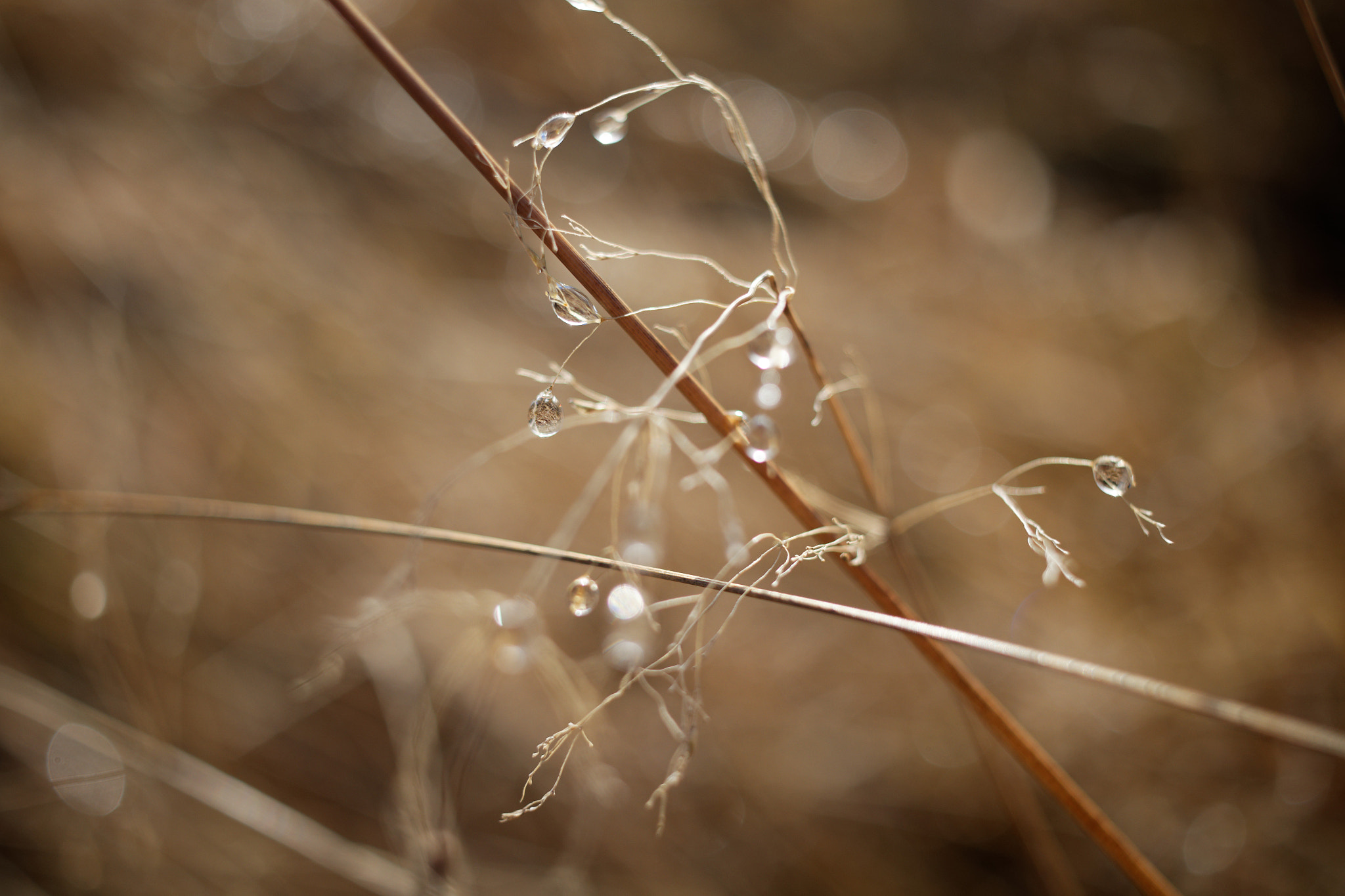 Canon EF-S 24mm F2.8 STM sample photo. Golden brown photography
