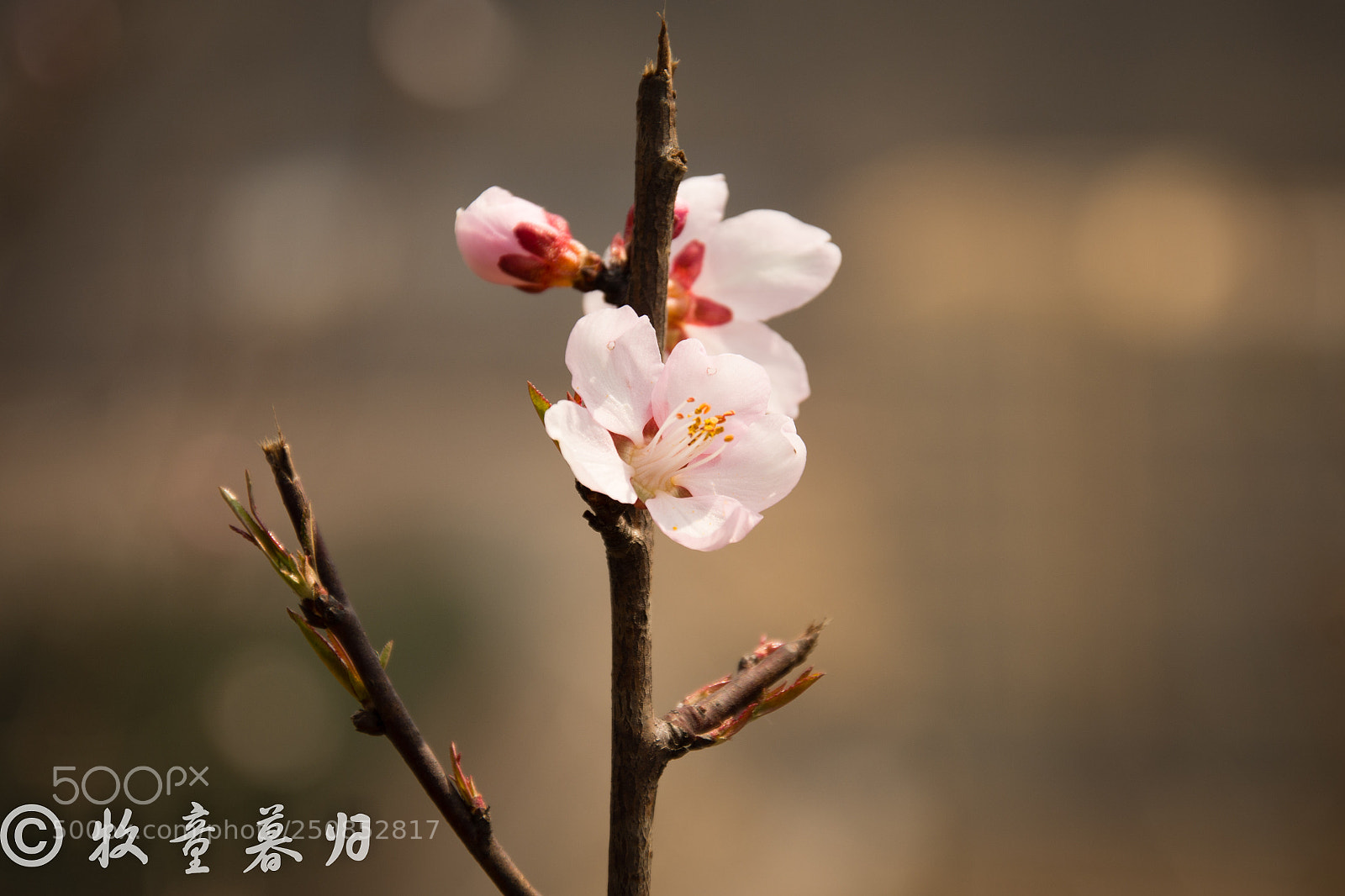 Nikon D7100 sample photo. Untitled photography