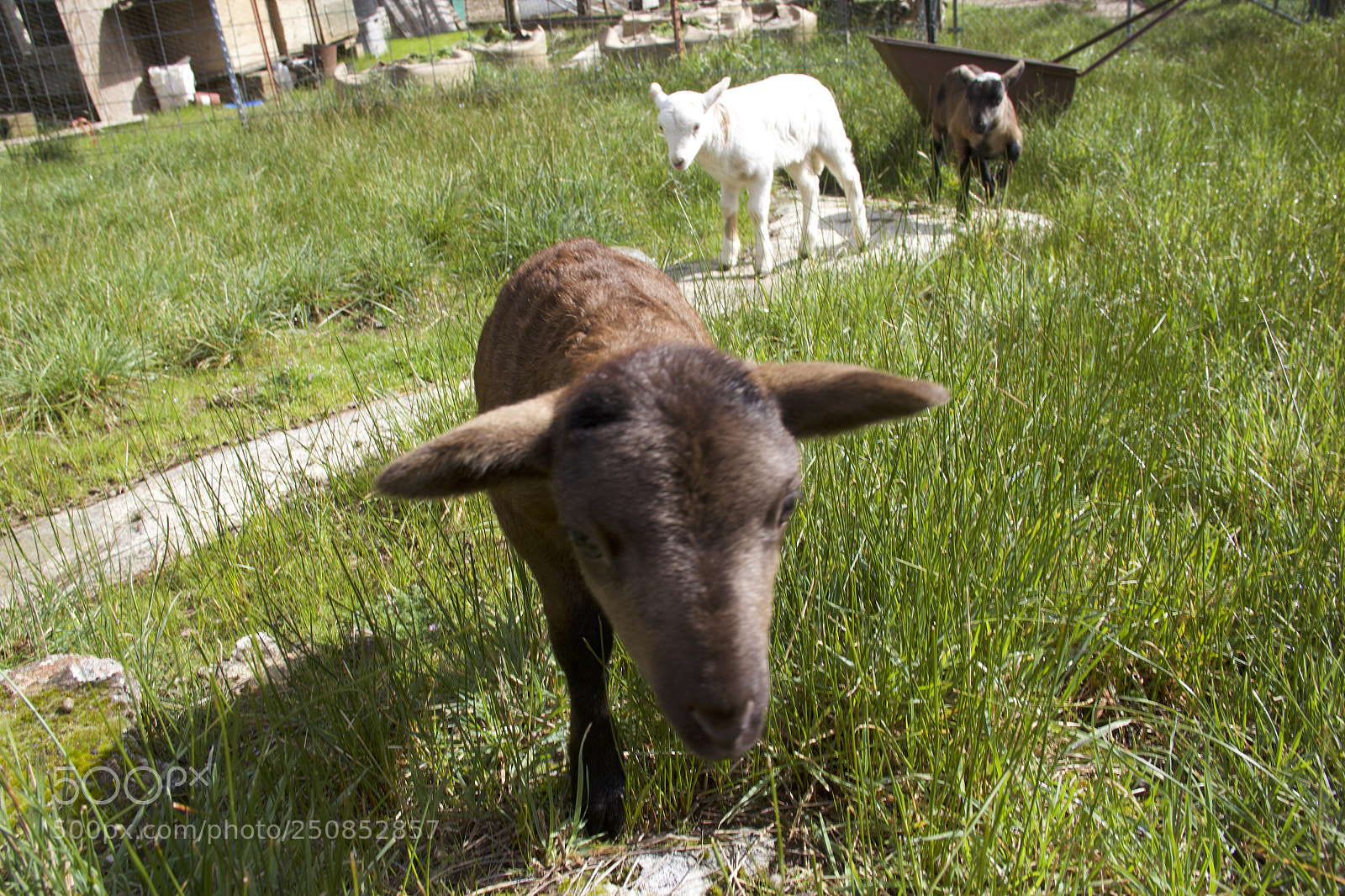 Canon EOS 60D sample photo. Img photography