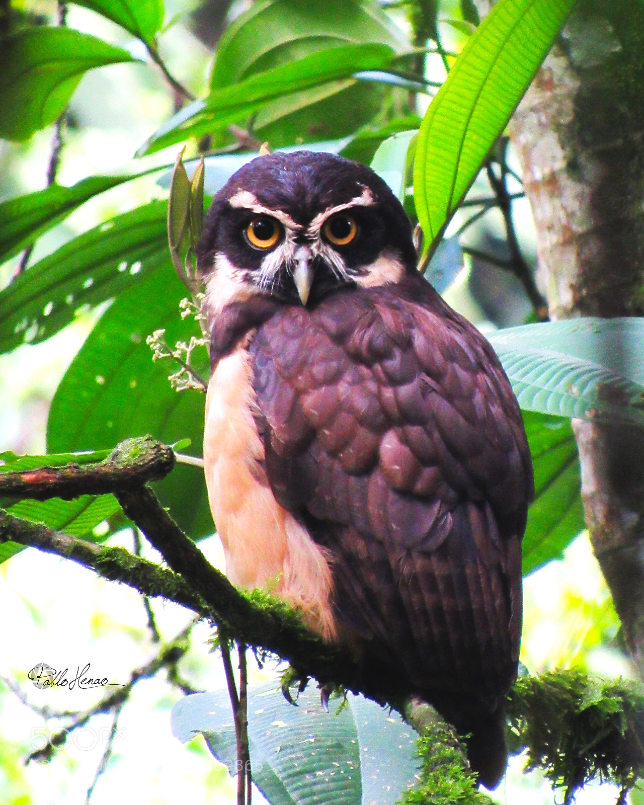 Canon PowerShot SX520 HS sample photo. Palsatrix perspicillata photography