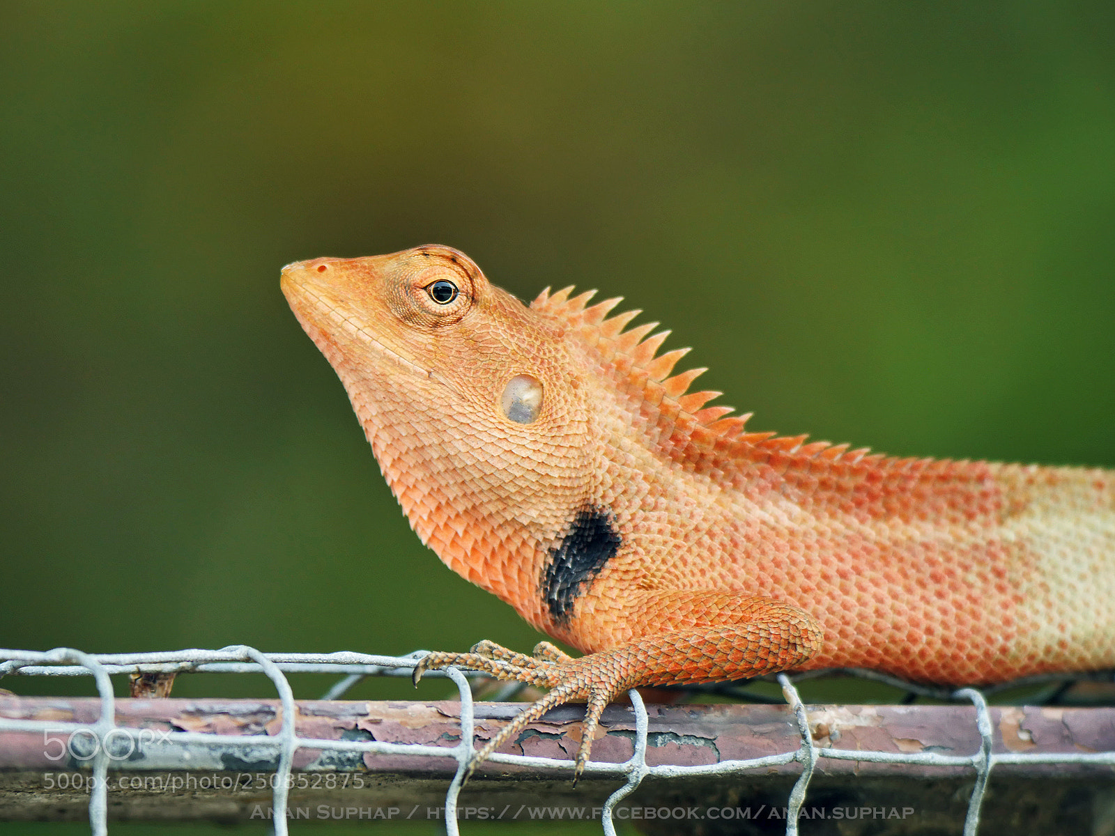 Panasonic Lumix DMC-GH4 sample photo. Chameleon photography