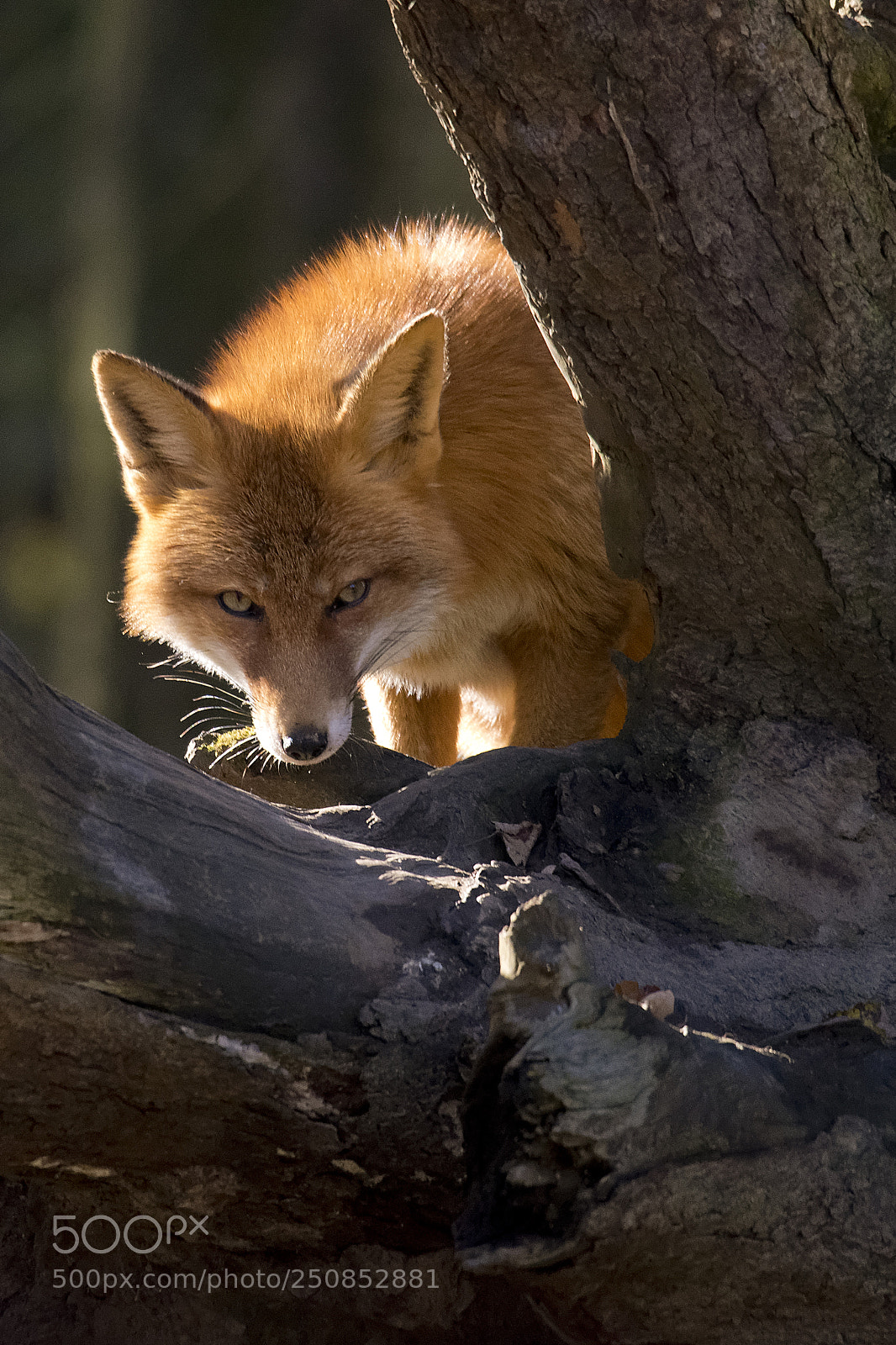 Nikon D810 sample photo. Red fox photography