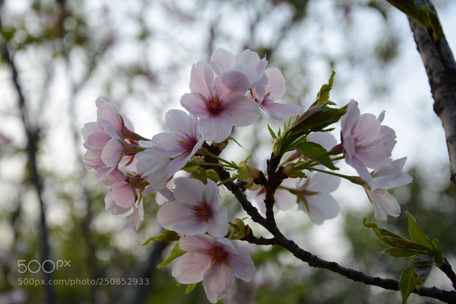 Nikon D7100 sample photo. Untitled photography