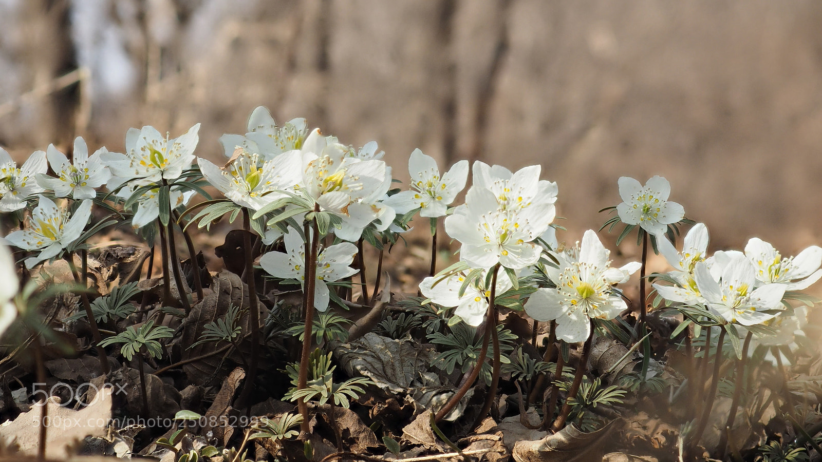 Olympus OM-D E-M1 sample photo. Chorus of spring photography