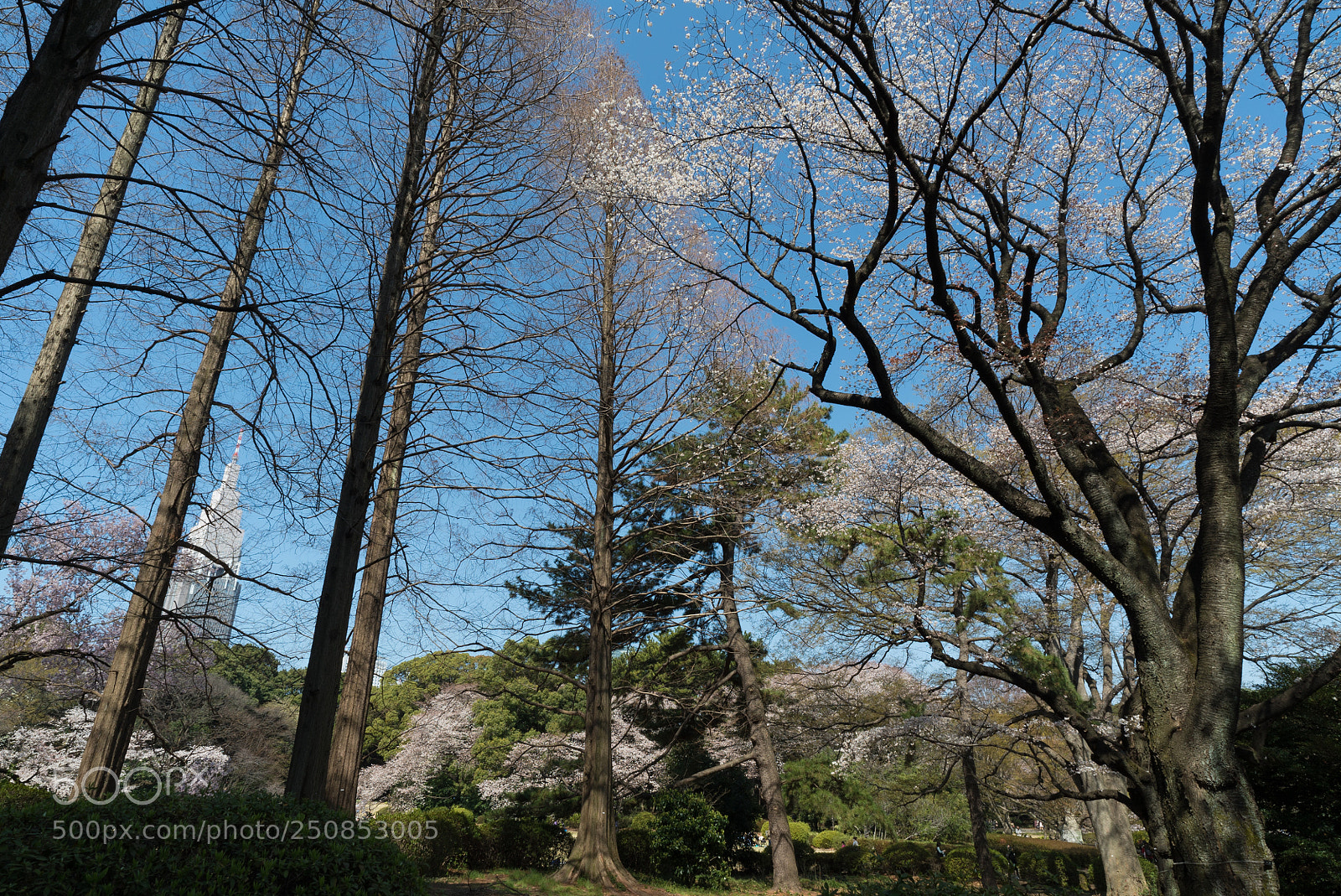 Sony a7S sample photo. Spring sky photography