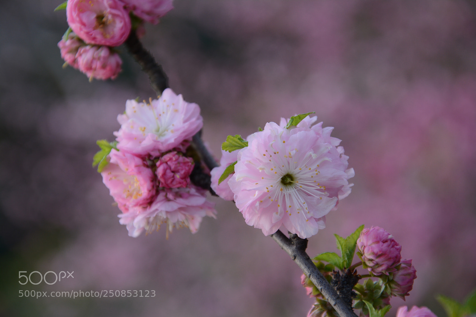 Nikon D7100 sample photo. Untitled photography