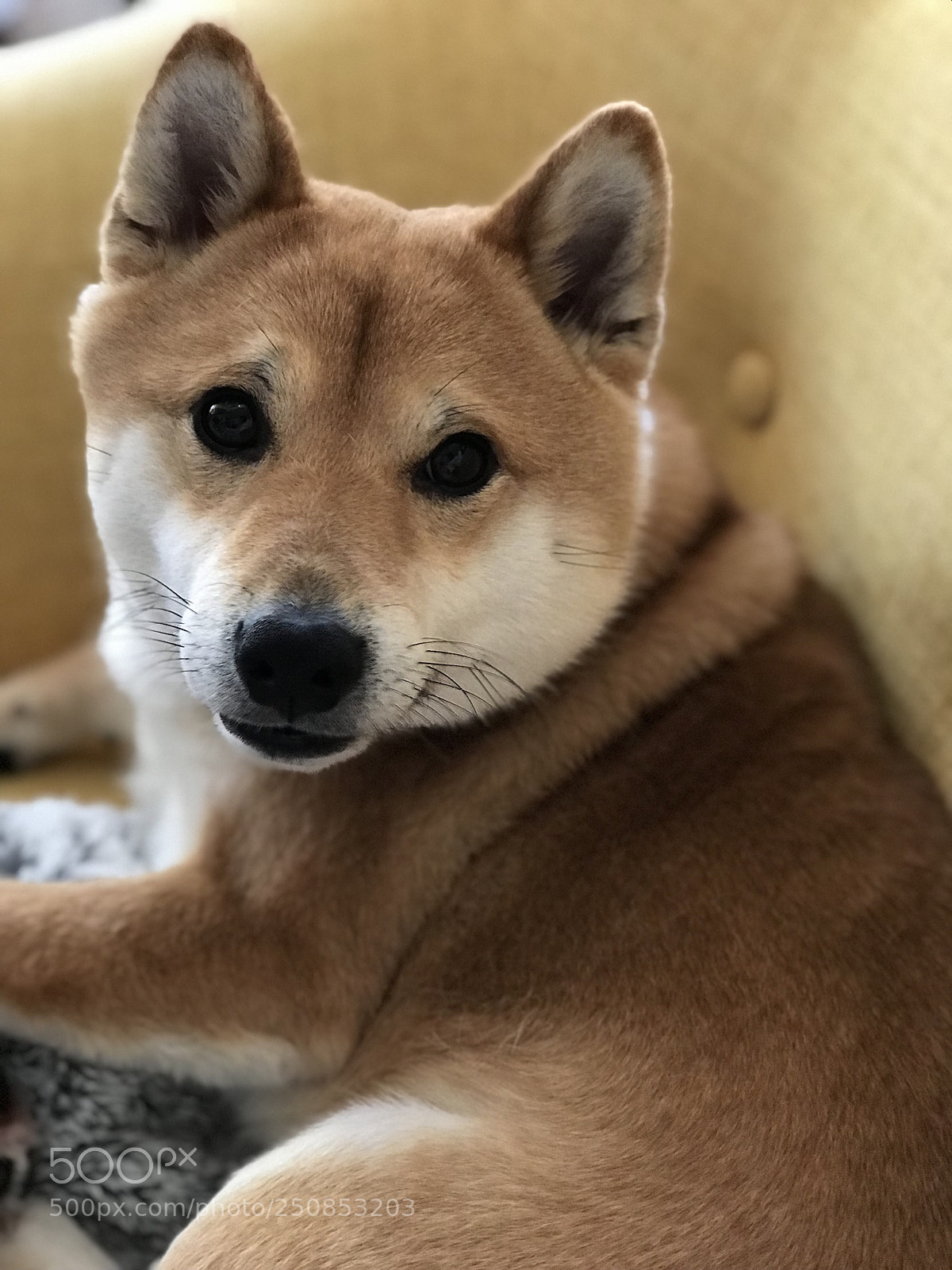 Apple iPhone 7 Plus sample photo. Puppy lové photography