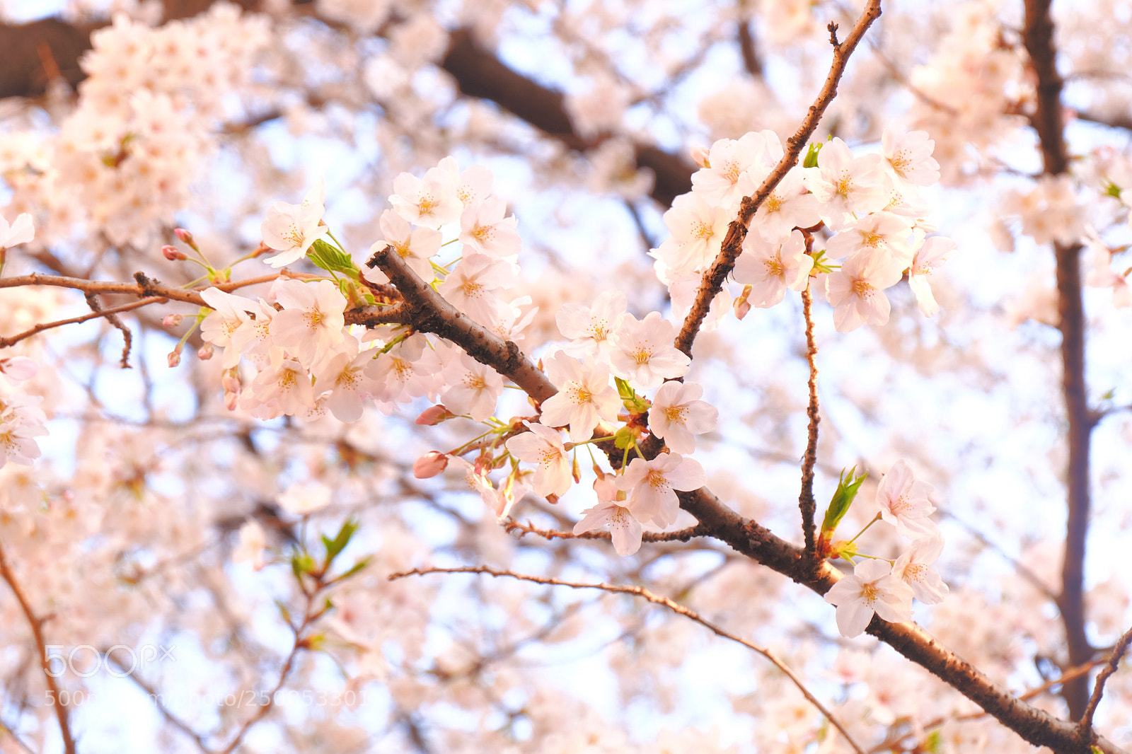 Fujifilm X-T20 sample photo. Untitled photography