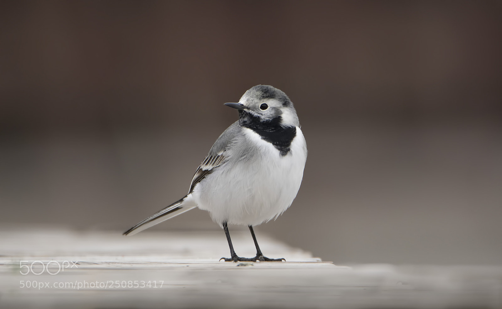 Canon EOS 7D Mark II sample photo. Akkuyruksallayan » white wagtail photography